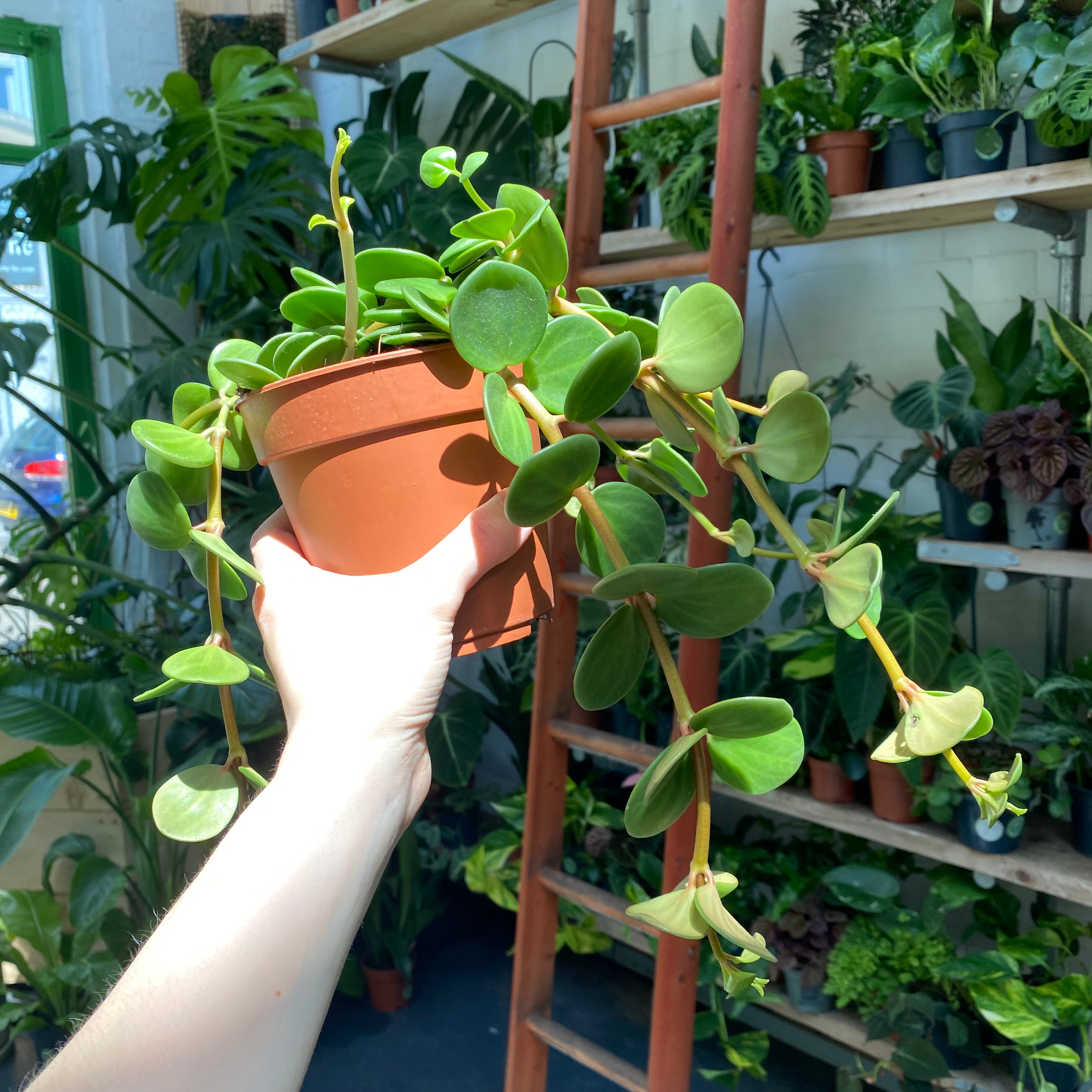 Peperomia Hope in a 11 - 13 cm pot at The Watered Garden