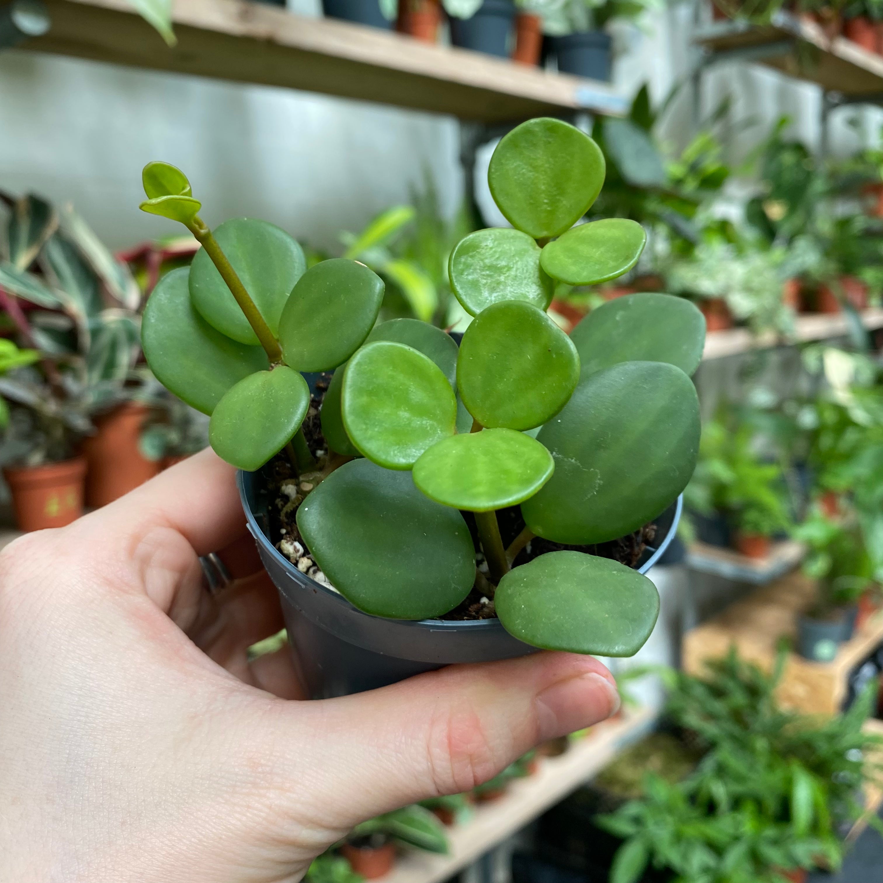 Peperomia Hope in a 7 - 9 cm pot at The Watered Garden