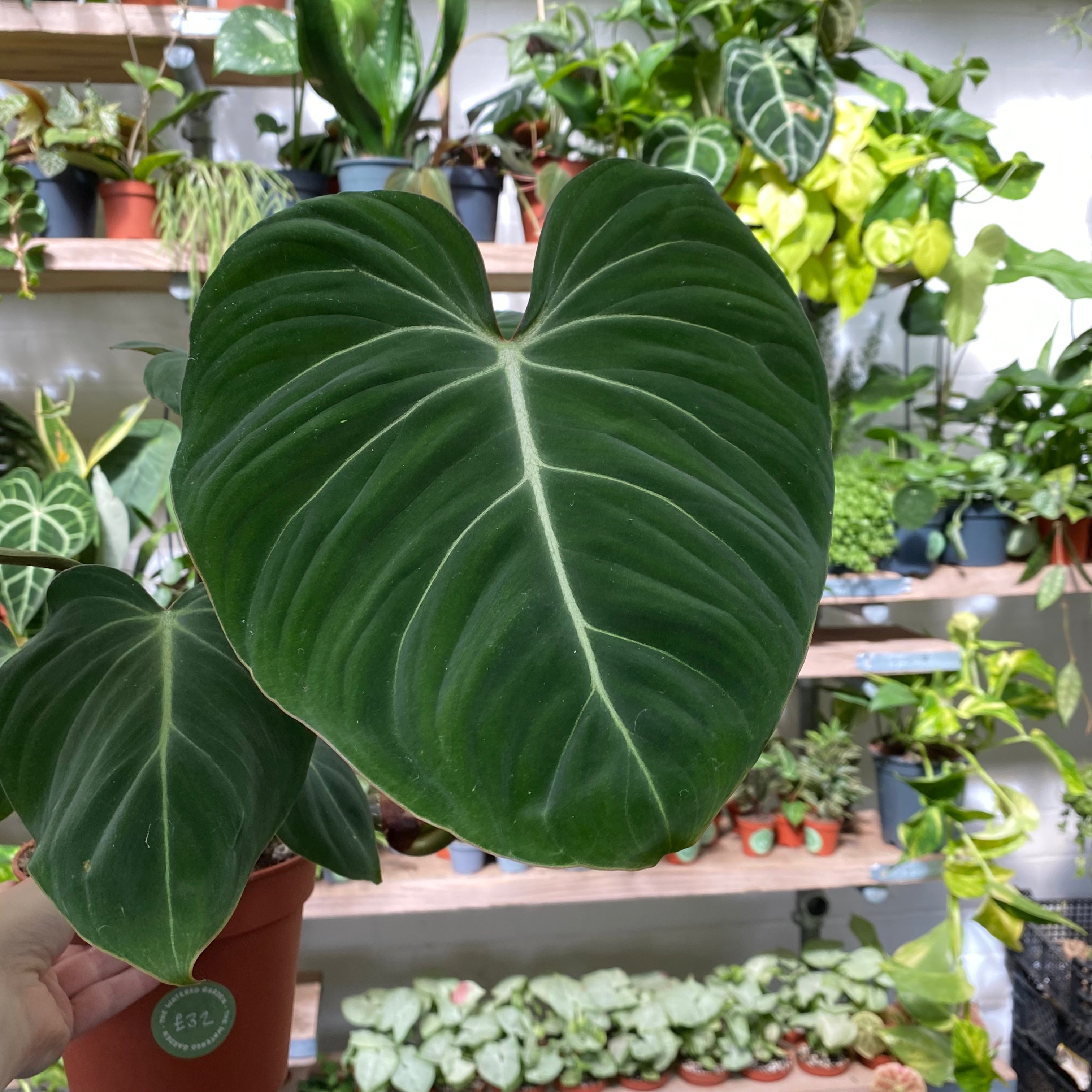 Philodendron Gloriosum in a 13 - 15 cm pot at The Watered Garden