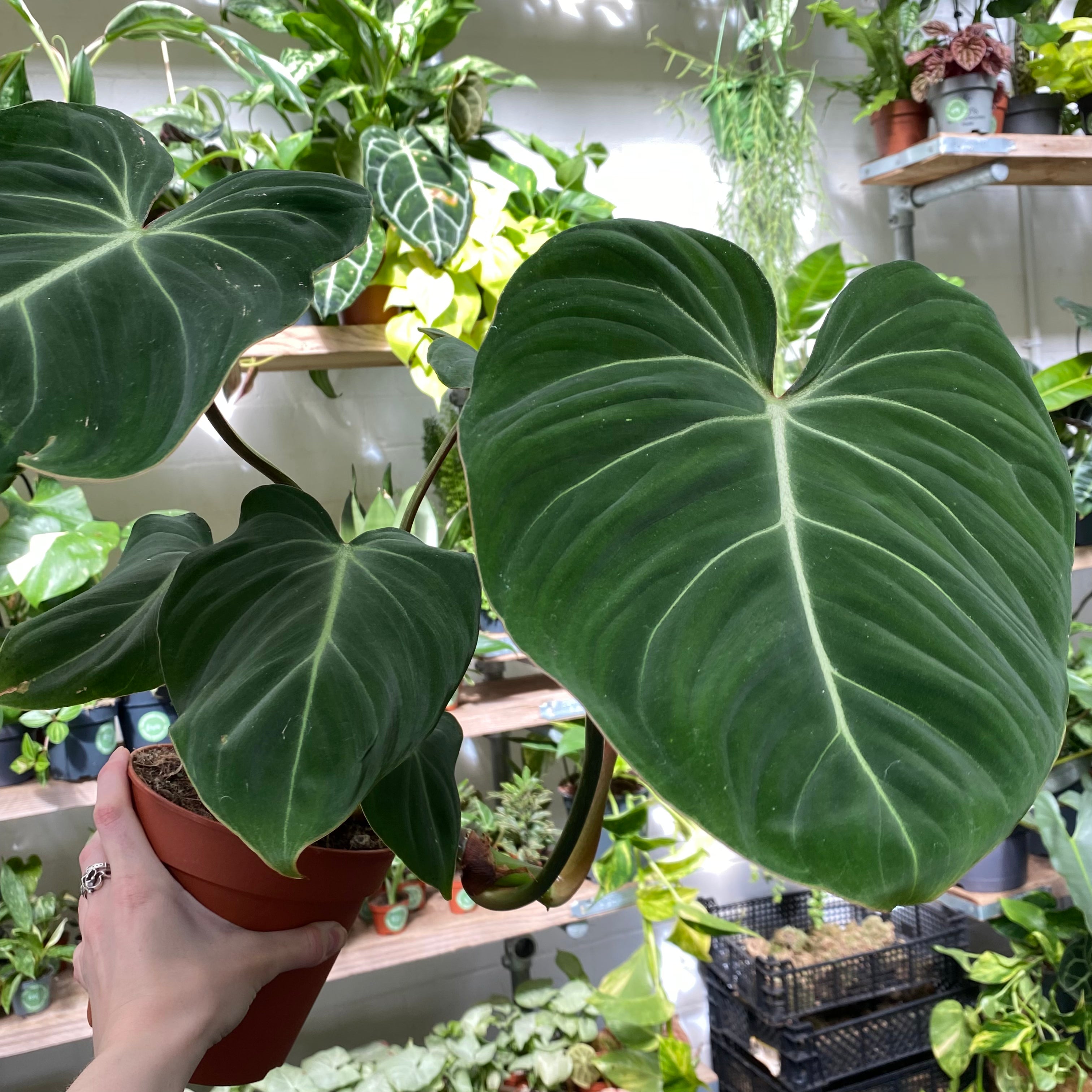 Philodendron Gloriosum in a 13 - 15 cm pot at The Watered Garden