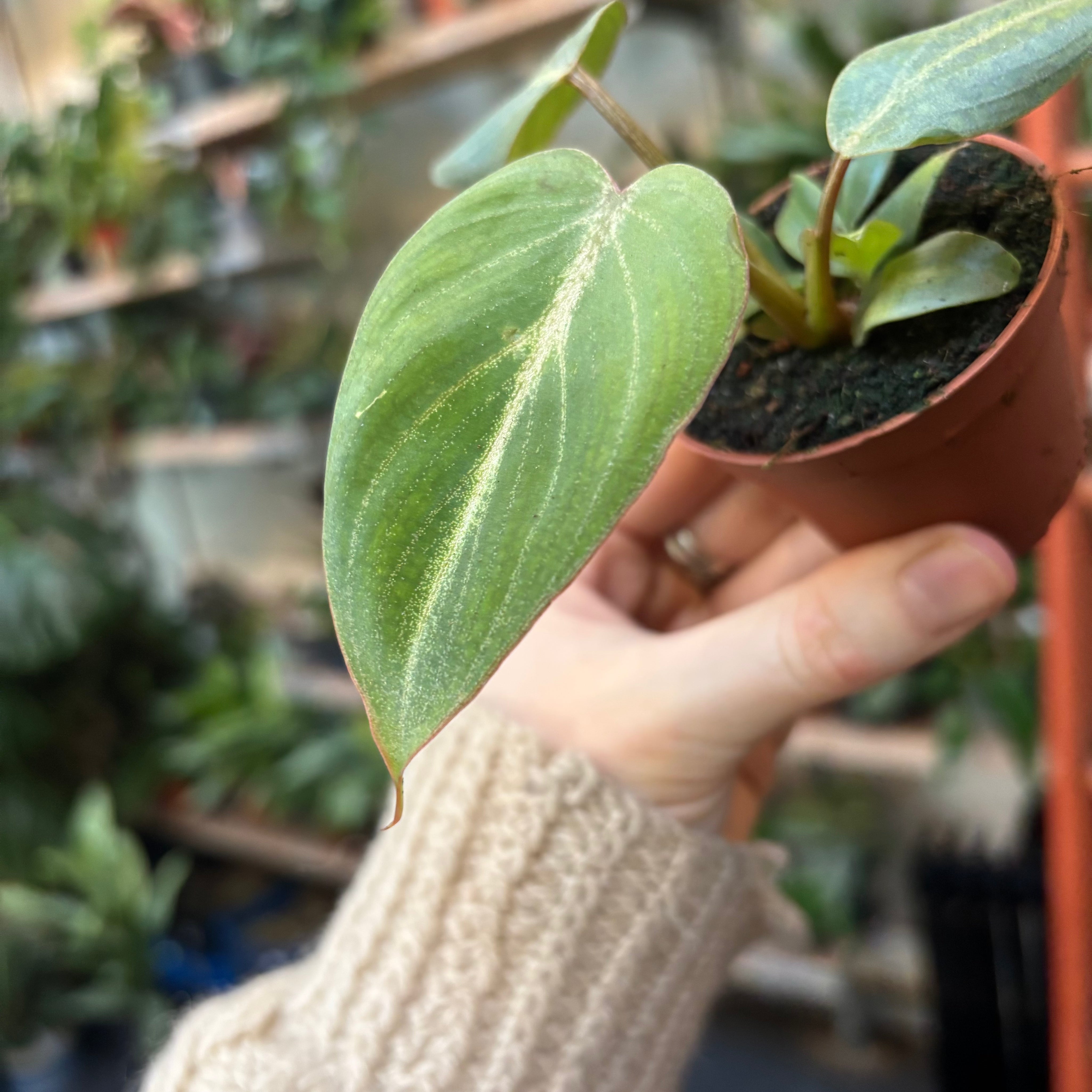 Philodendron Gloriosum in a 5 - 7 cm pot at The Watered Garden