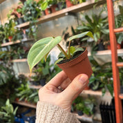 Philodendron Gloriosum in a 5 - 7 cm pot at The Watered Garden