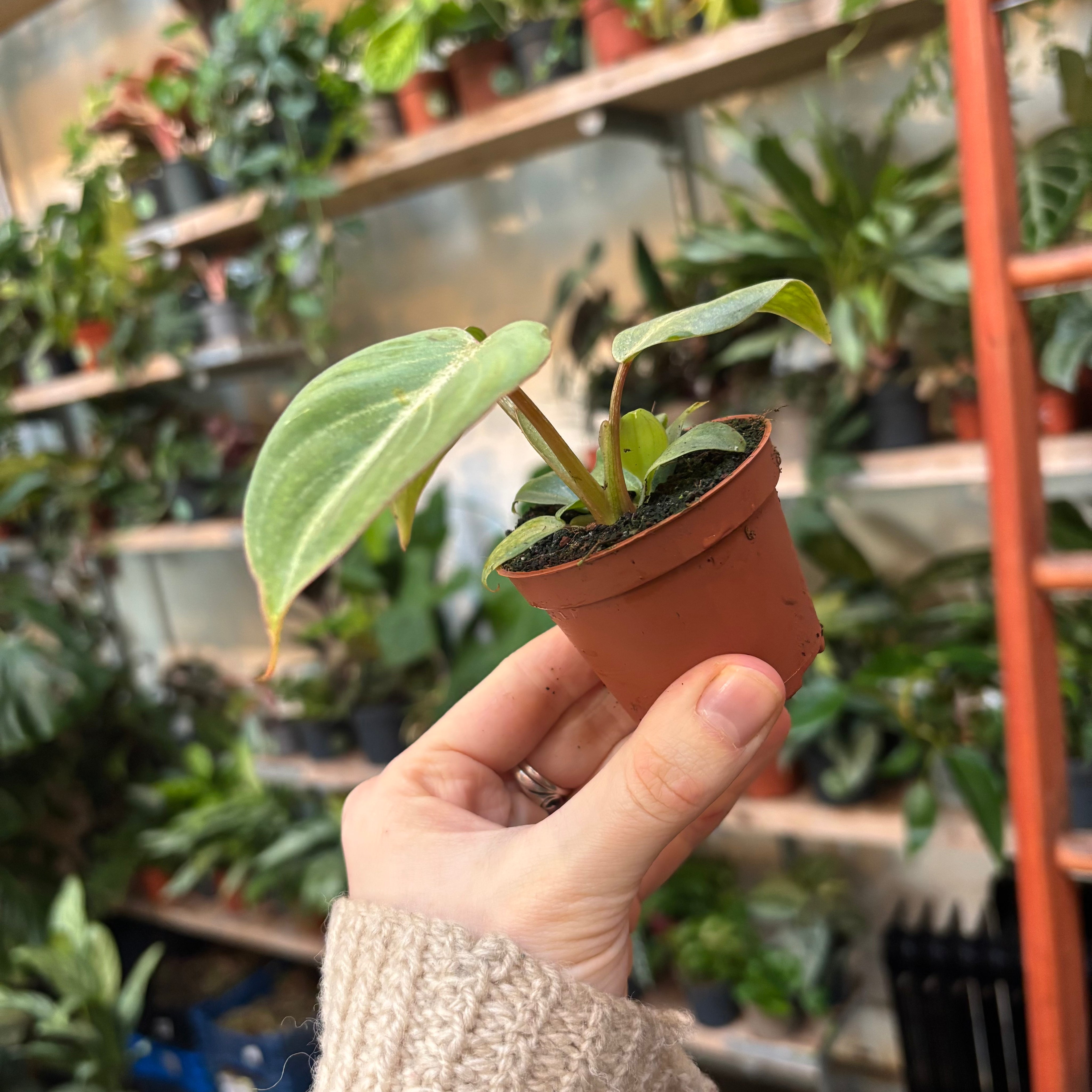 Philodendron Gloriosum in a 5 - 7 cm pot at The Watered Garden