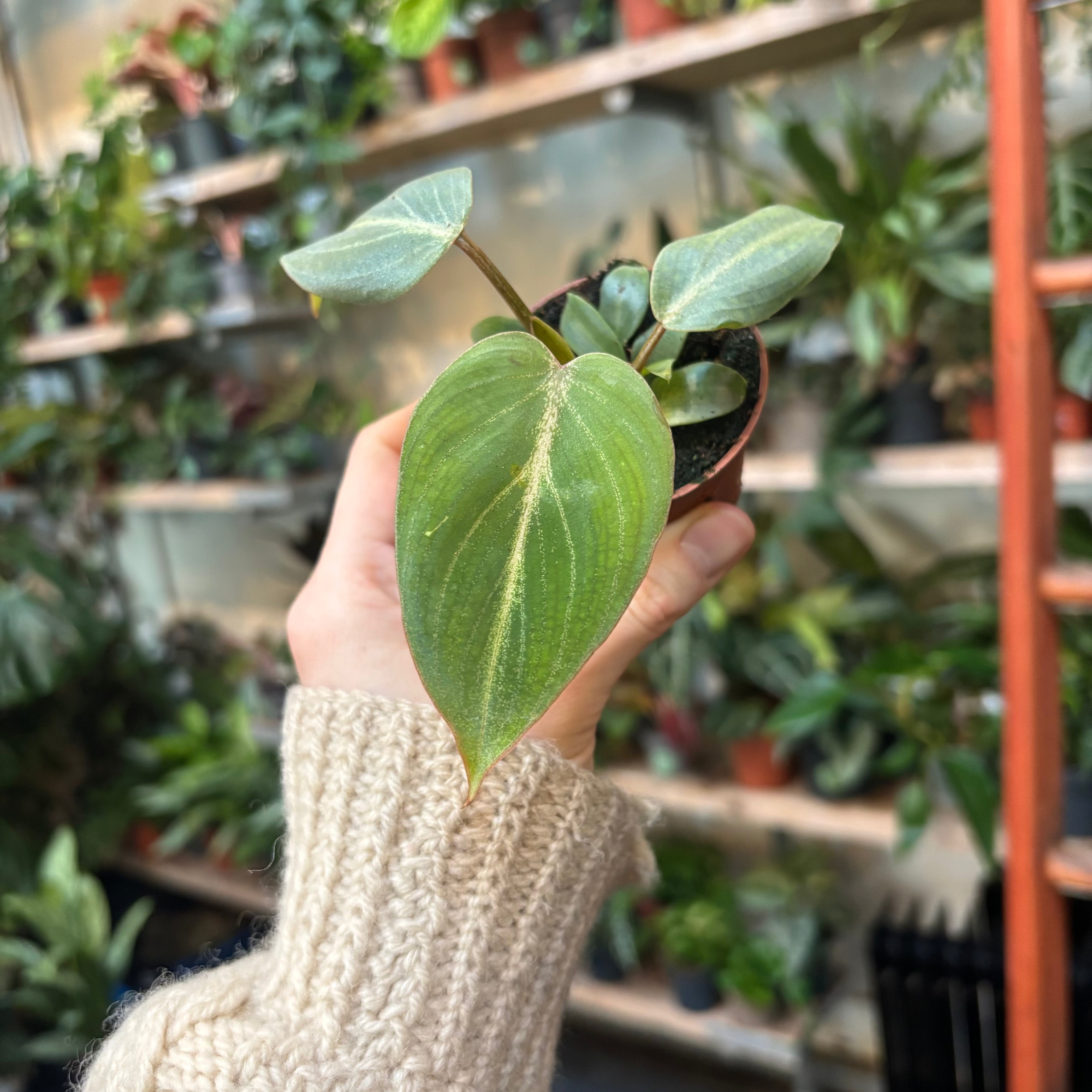 Philodendron Gloriosum in a 5 - 7 cm pot at The Watered Garden
