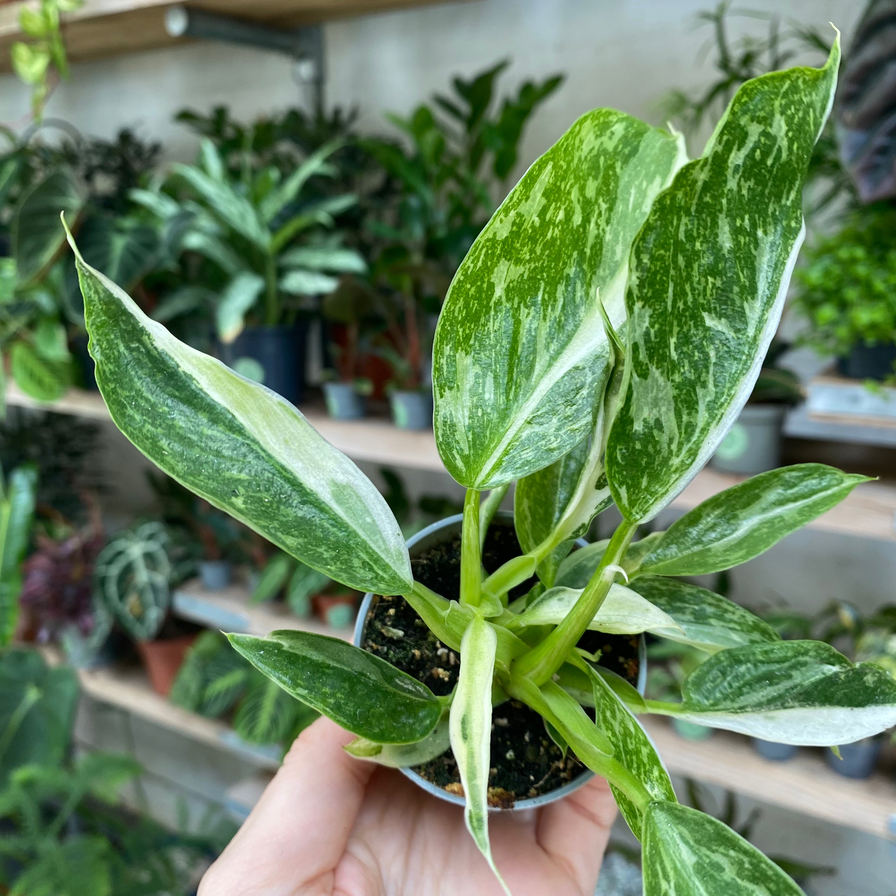 Philodendron 'Jose Buono' in a 5 - 7 cm pot at The Watered Garden