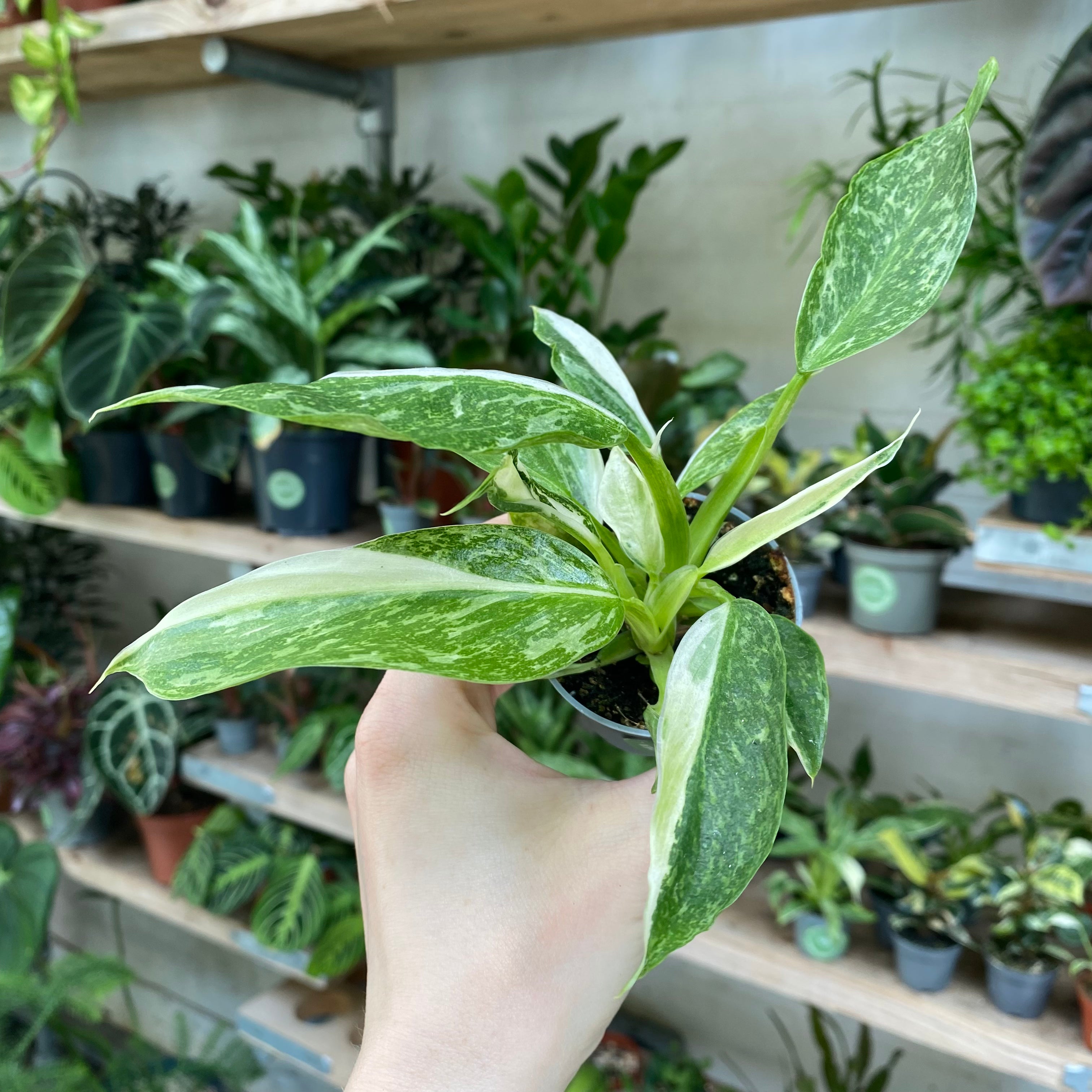 Philodendron 'Jose Buono' in a 5 - 7 cm pot at The Watered Garden