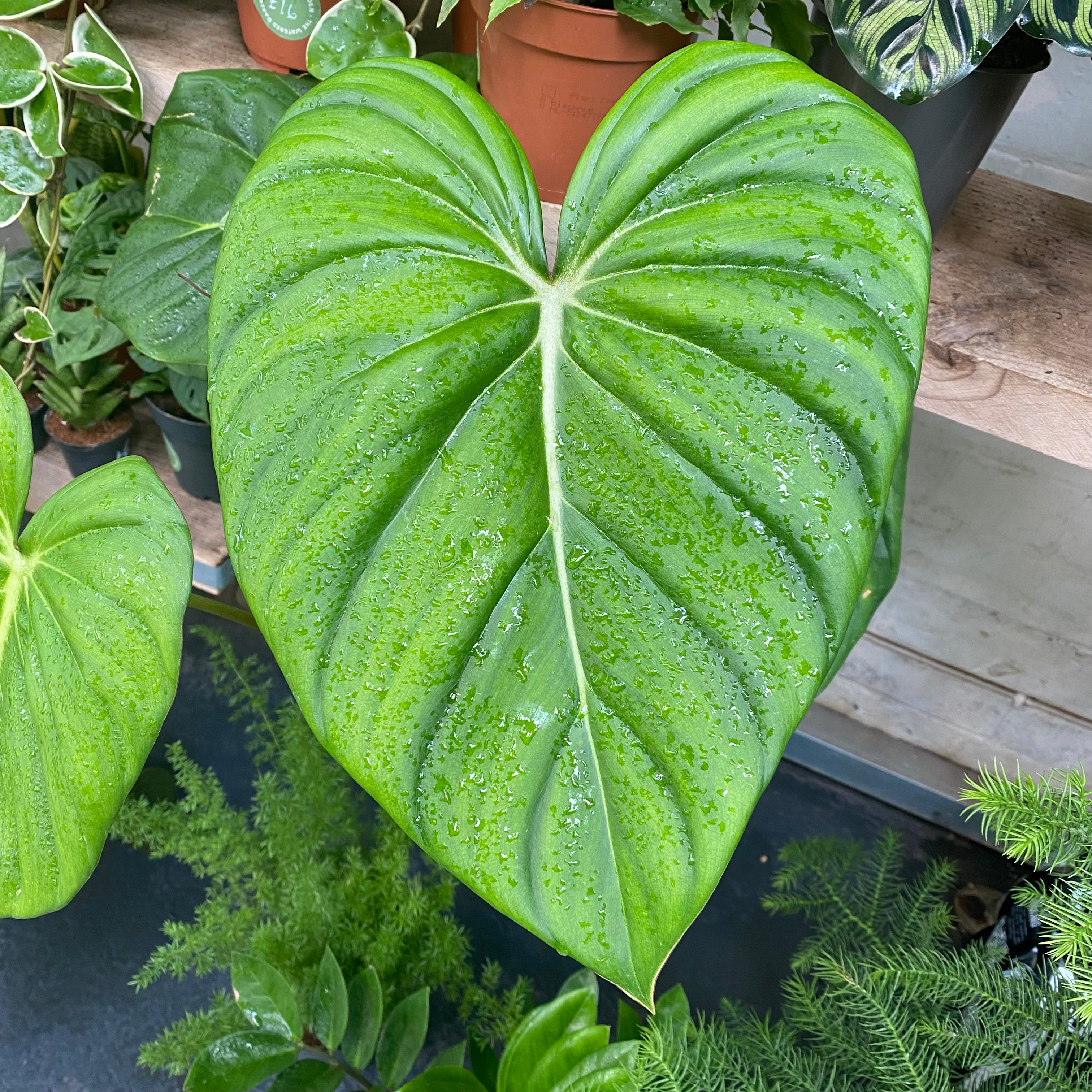 Philodendron Pastazanum in a 13 - 15 cm pot at The Watered Garden