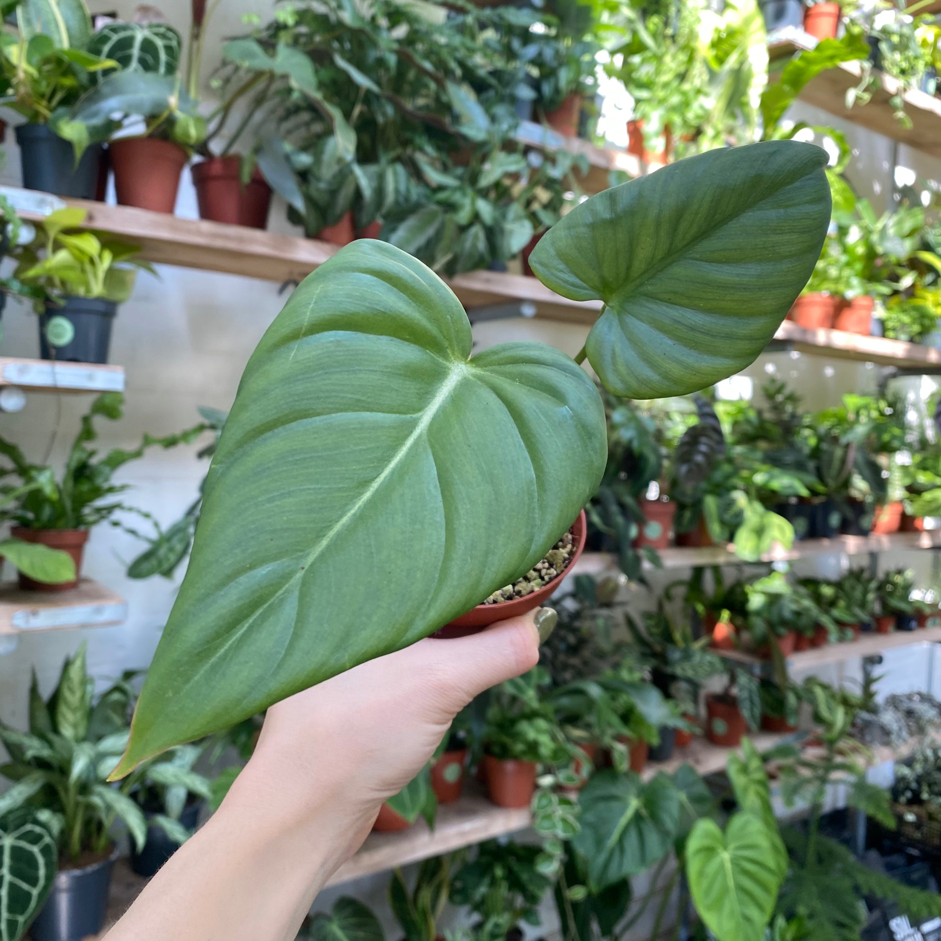 Philodendron Pastazanum in a 7 - 9 cm pot at The Watered Garden