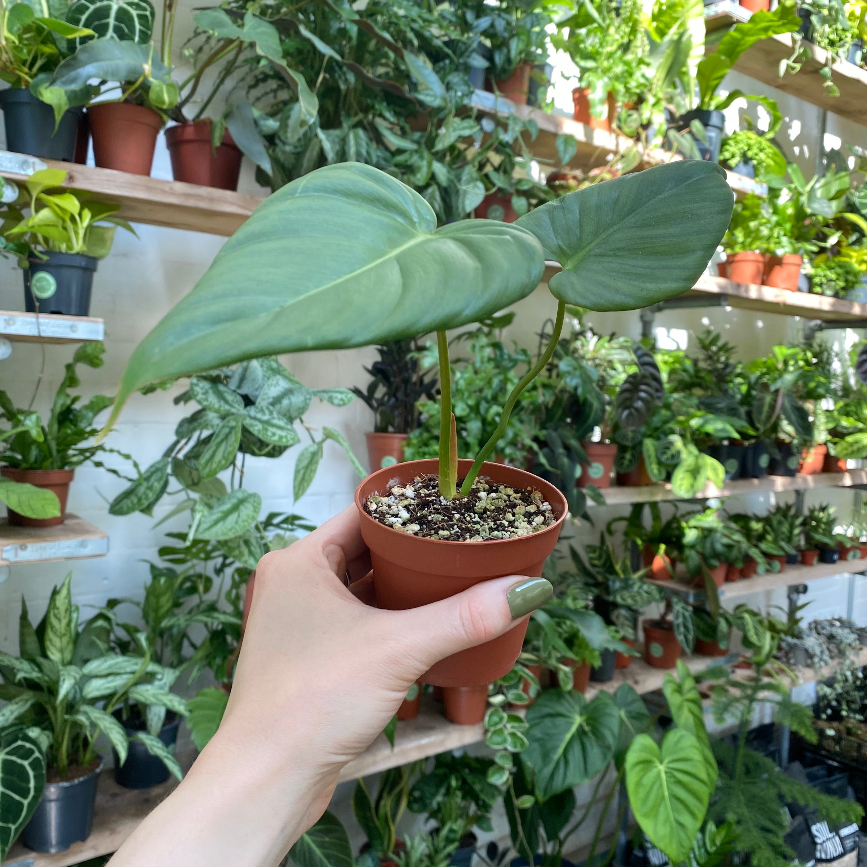 Philodendron Pastazanum in a 7 - 9 cm pot at The Watered Garden