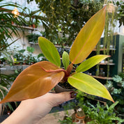 Philodendron 'Prince of Orange' in a 5 - 7 cm pot at The Watered Garden
