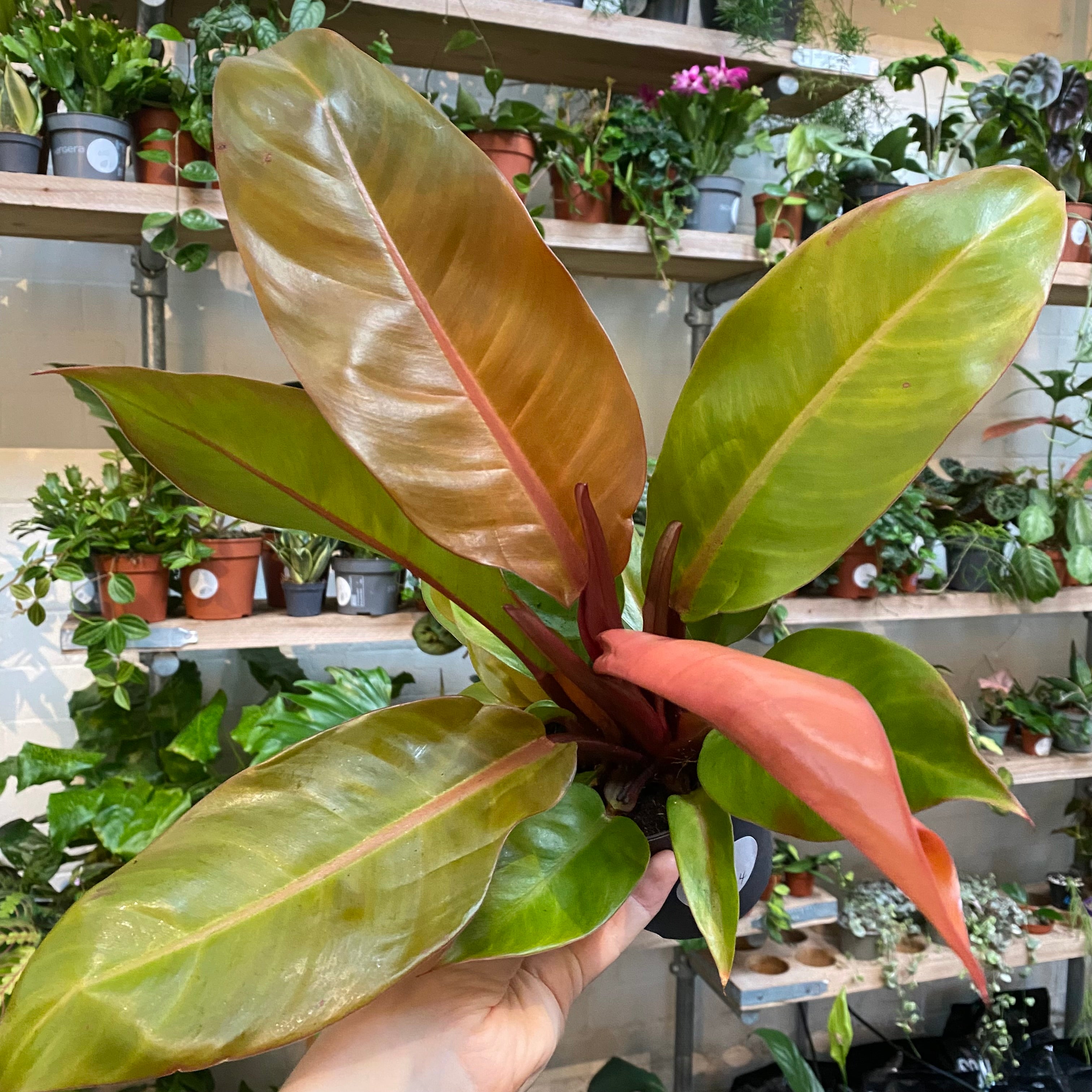 Philodendron 'Prince of Orange' in a 11 - 13 cm pot at The Watered Garden