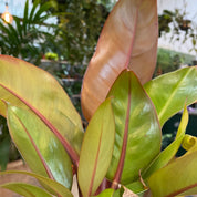 Philodendron 'Prince of Orange' in a 11 - 13 cm pot at The Watered Garden
