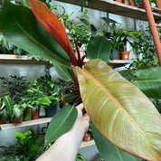 Philodendron 'Prince of Orange' in a 15 - 17 cm pot at The Watered Garden