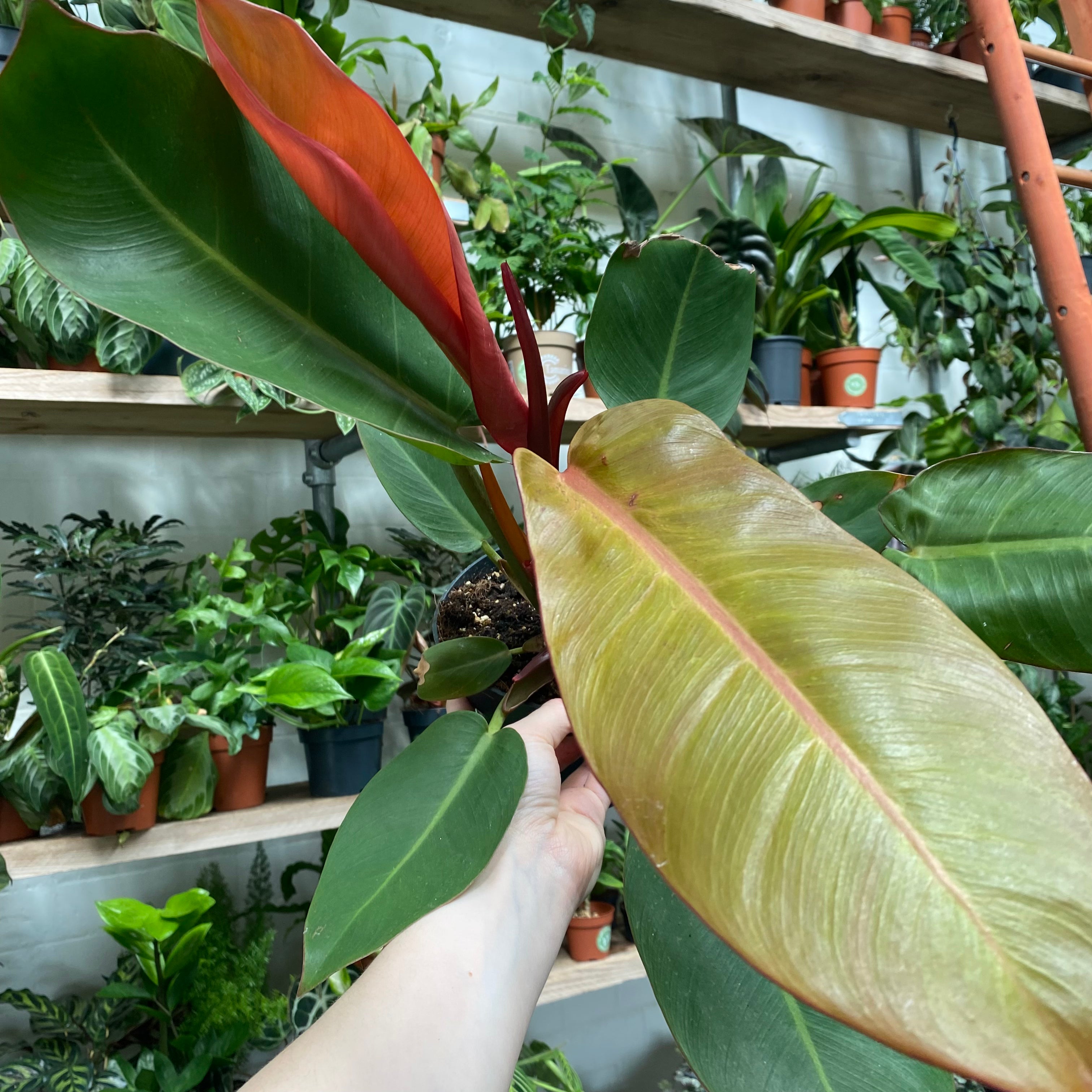 Philodendron 'Prince of Orange' in a 15 - 17 cm pot at The Watered Garden