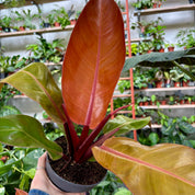 Philodendron 'Prince of Orange' in a 13 - 15 cm pot at The Watered Garden