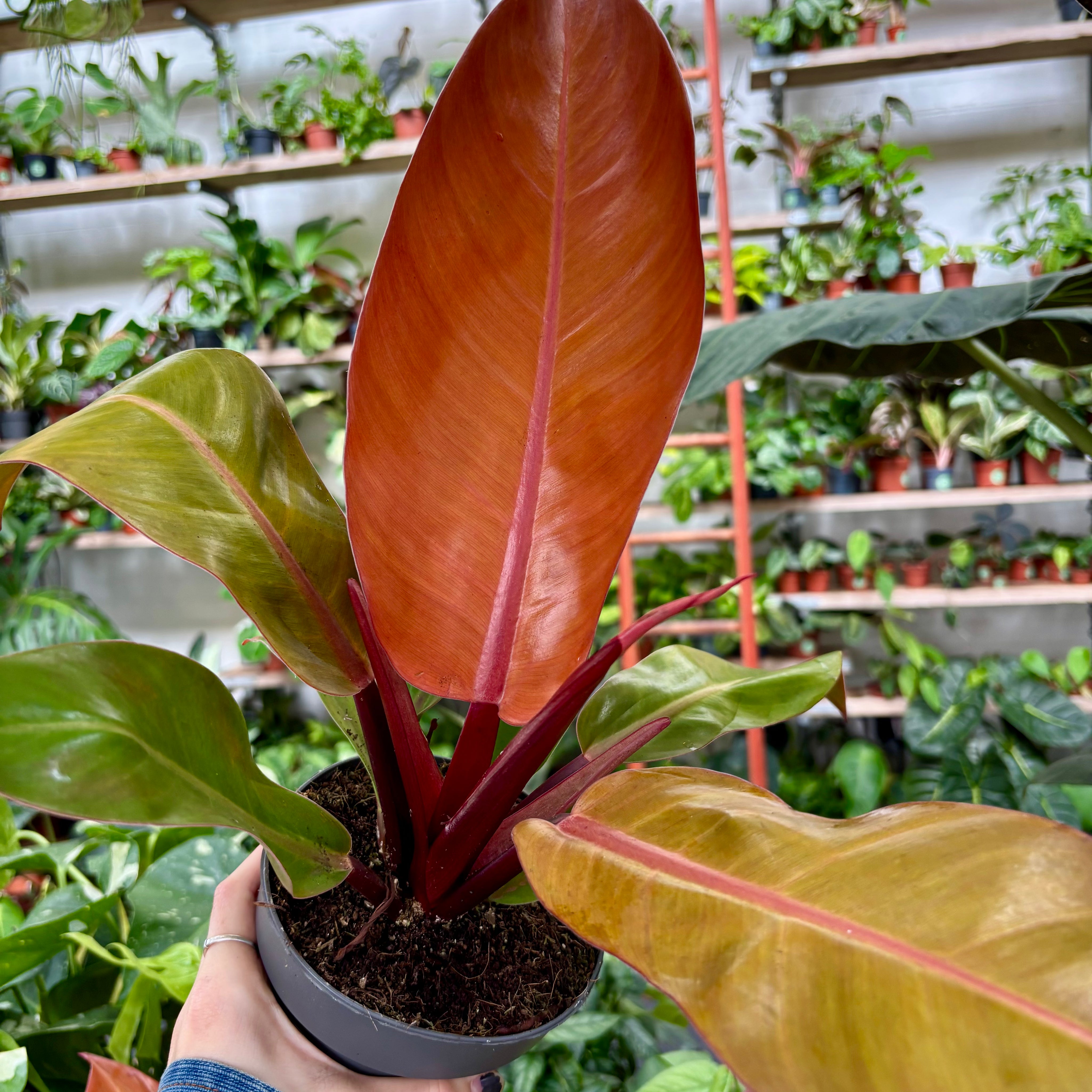 Philodendron 'Prince of Orange' in a 13 - 15 cm pot at The Watered Garden