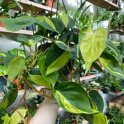Philodendron Scandens 'Brasil' in a 13 - 15 cm hanging pot at The Watered Garden