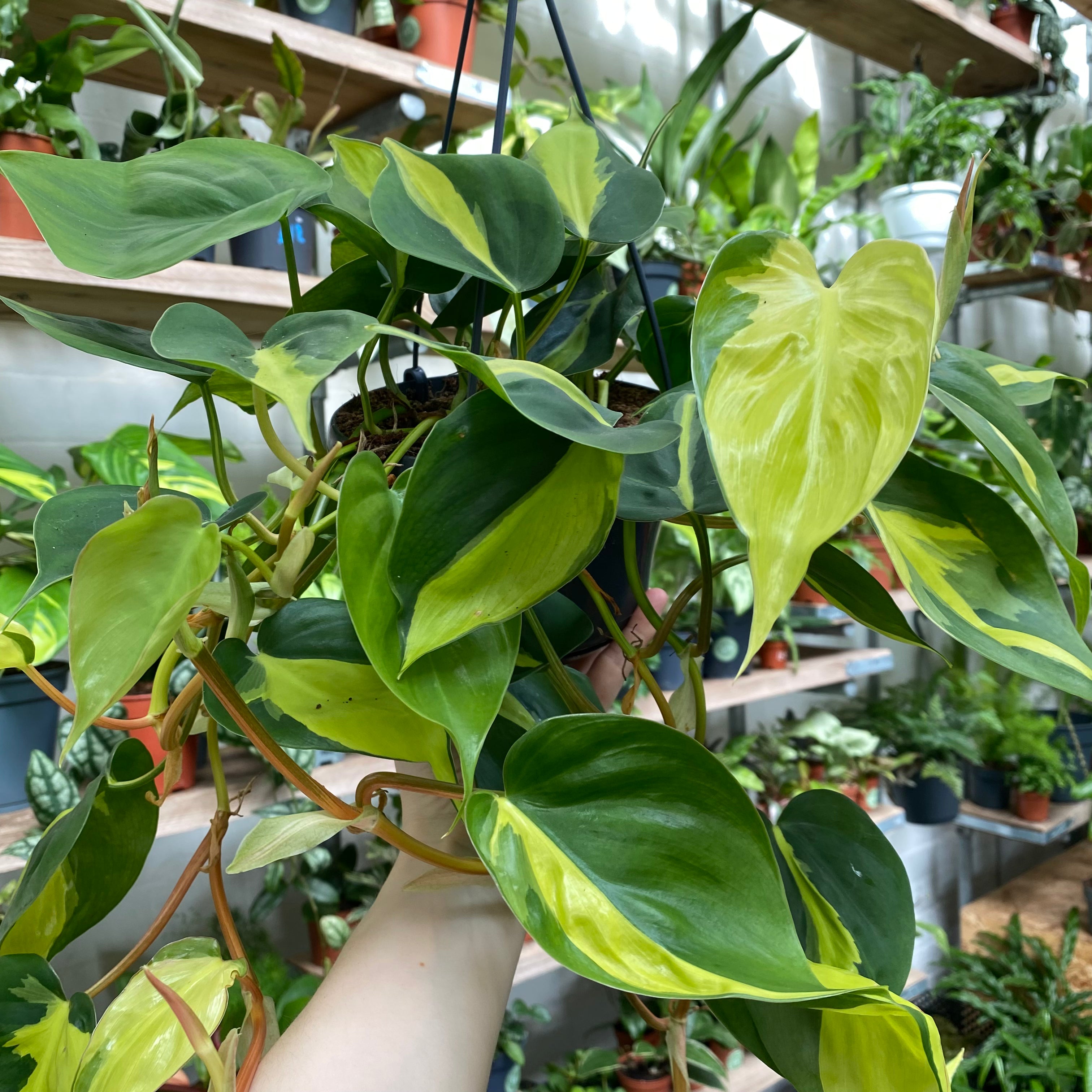 Philodendron Scandens 'Brasil' in a 13 - 15 cm hanging pot at The Watered Garden