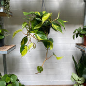 Philodendron Scandens 'Brasil' in a 13 - 15 cm hanging pot at The Watered Garden