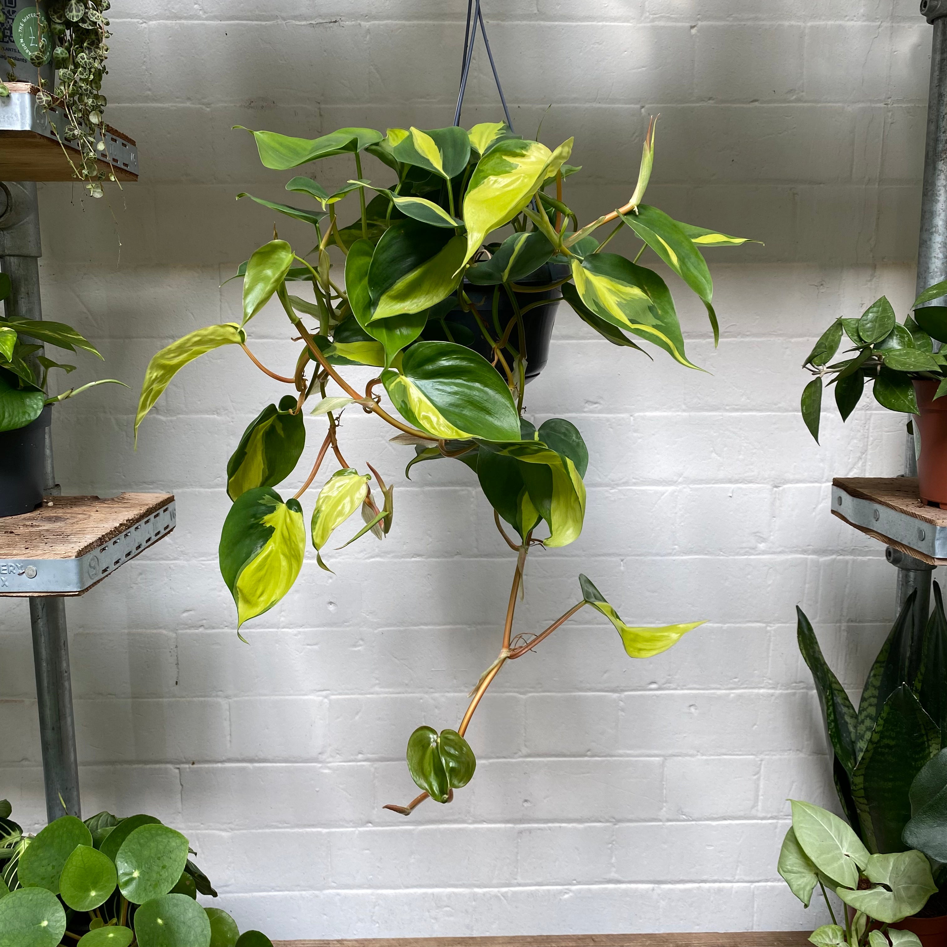 Philodendron Scandens 'Brasil' in a 13 - 15 cm hanging pot at The Watered Garden