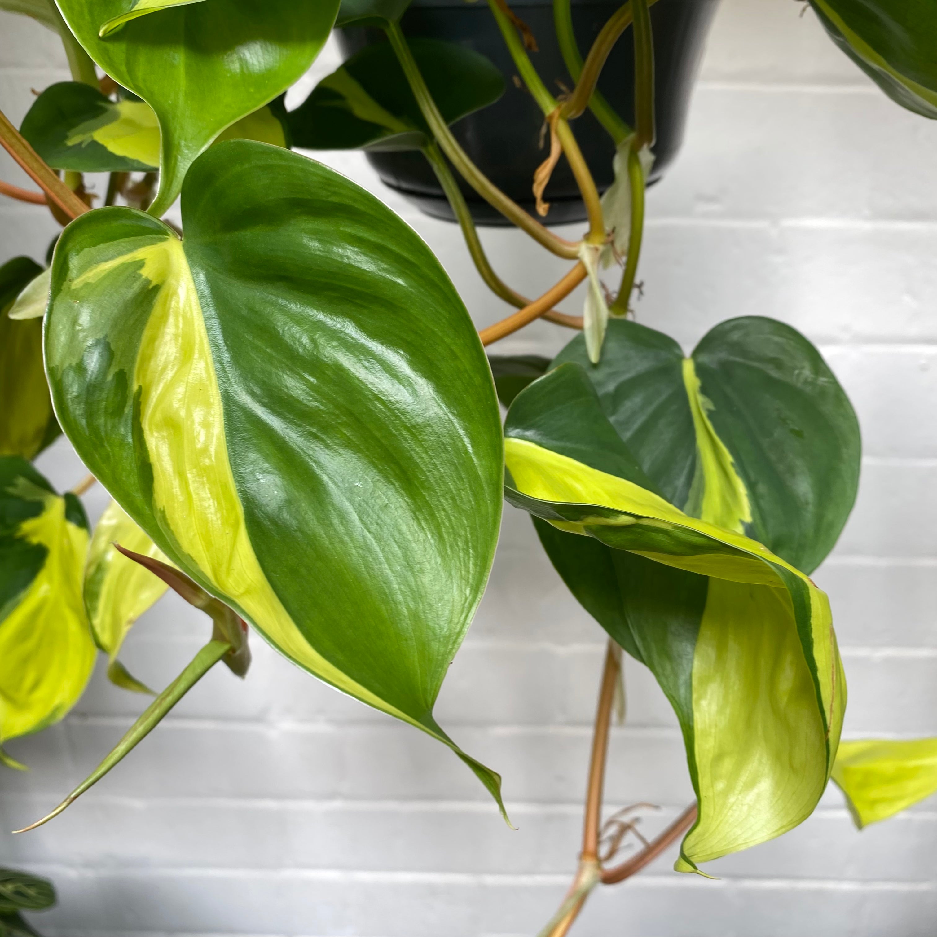 Philodendron Scandens 'Brasil' in a 13 - 15 cm hanging pot at The Watered Garden
