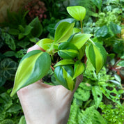 Philodendron Scandens 'Brasil' in a 5 - 7 cm pot at The Watered Garden