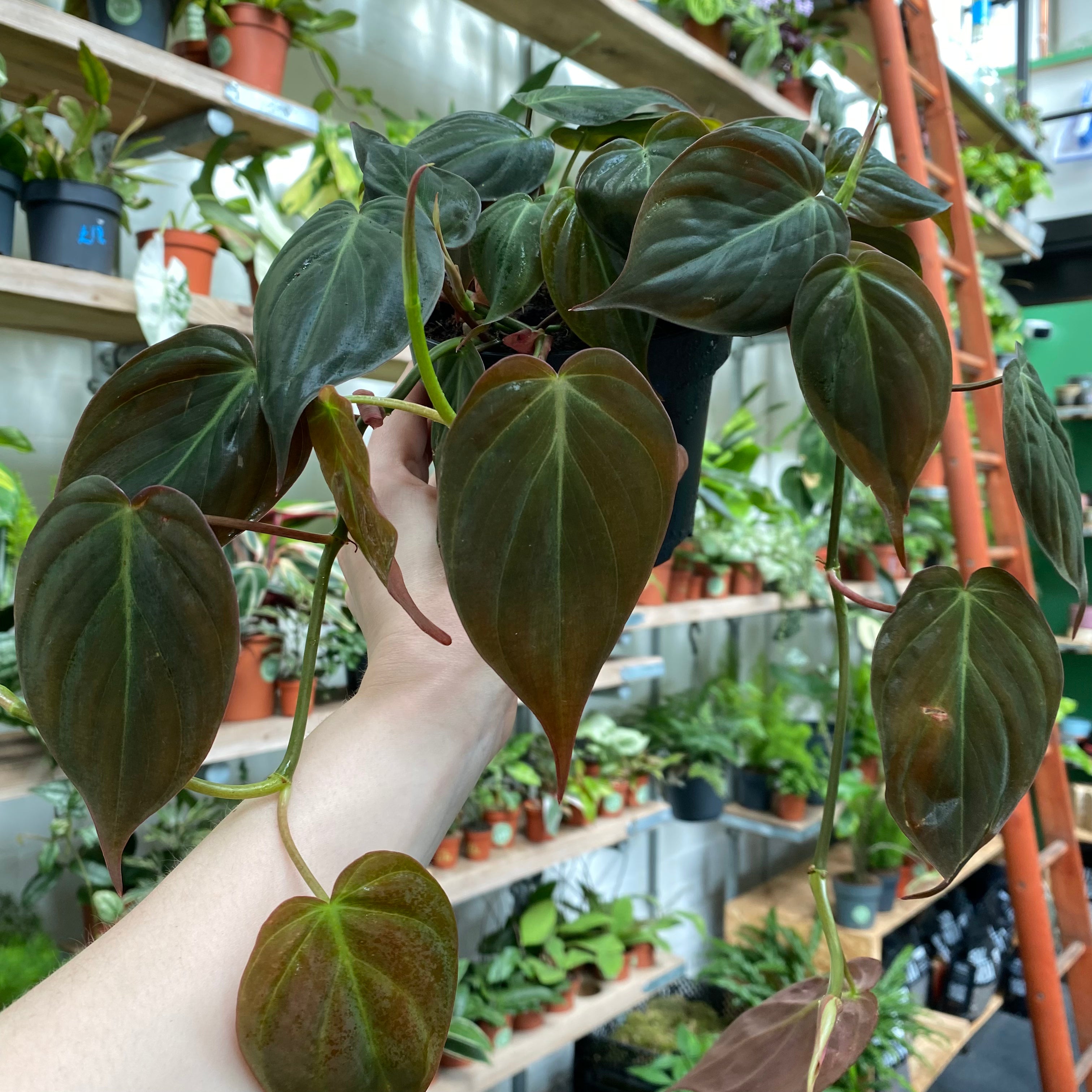 Philodendron Scandens 'Micans' in a 11 - 13 cm pot at The Watered Garden