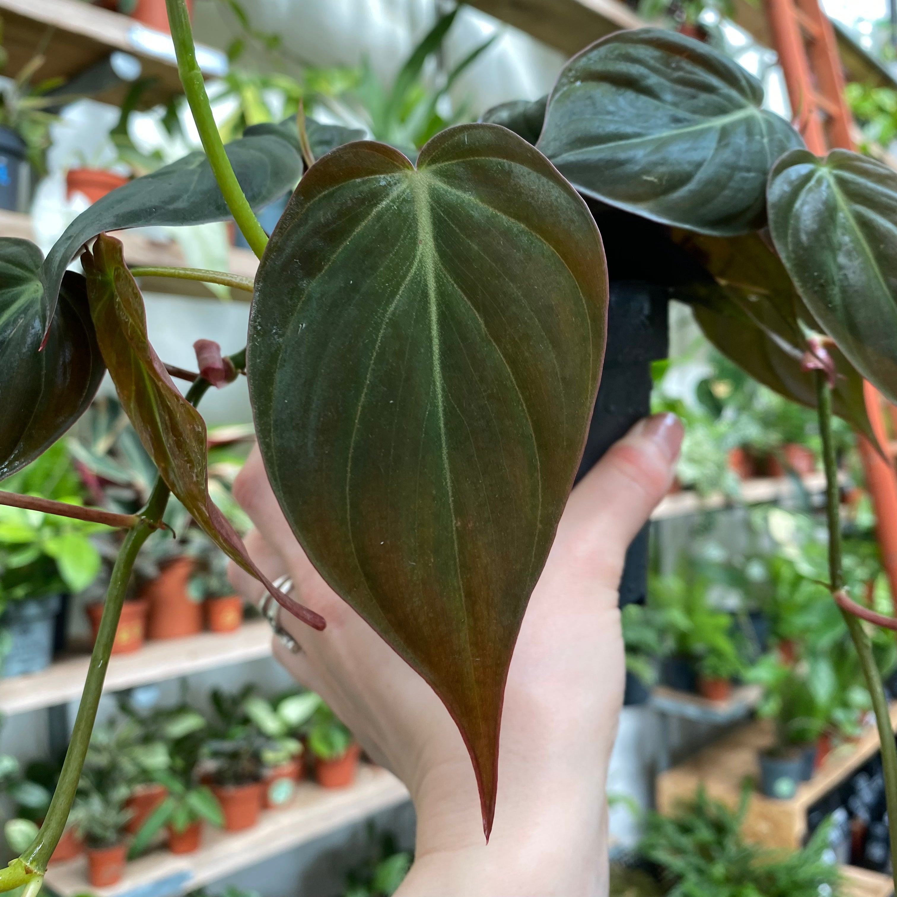 Philodendron Scandens 'Micans' in a 11 - 13 cm pot at The Watered Garden