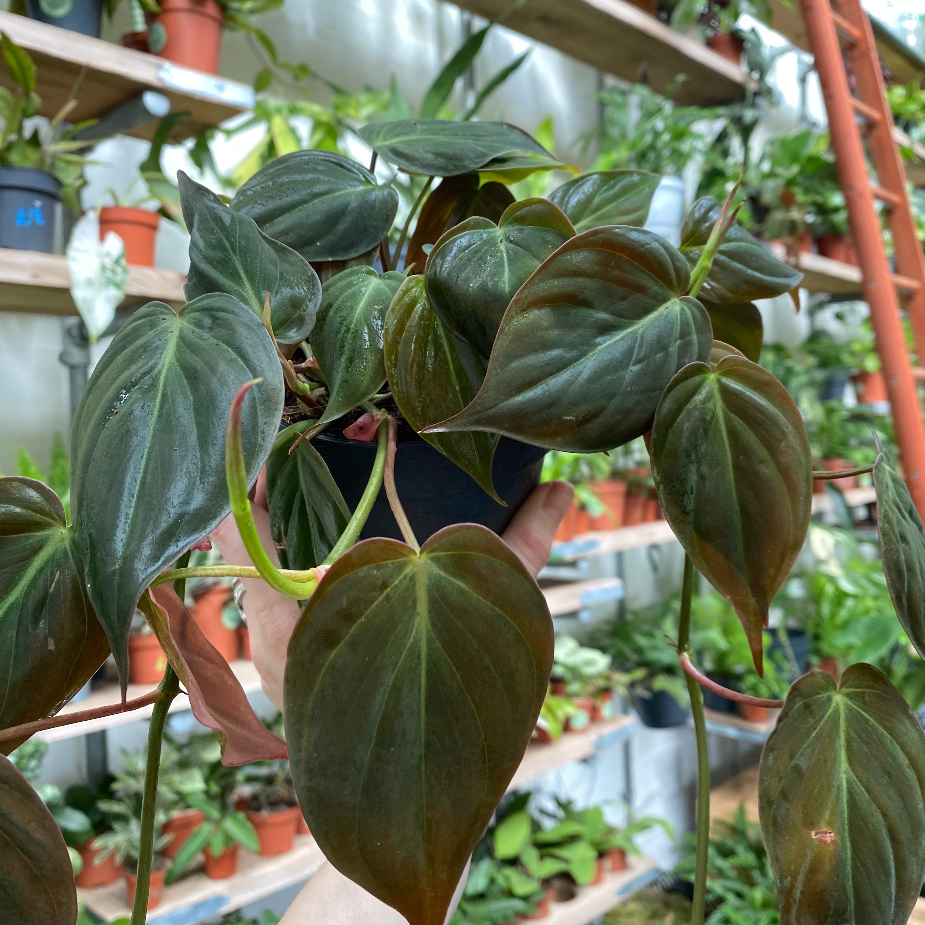 Philodendron Scandens 'Micans' in a 11 - 13 cm pot at The Watered Garden
