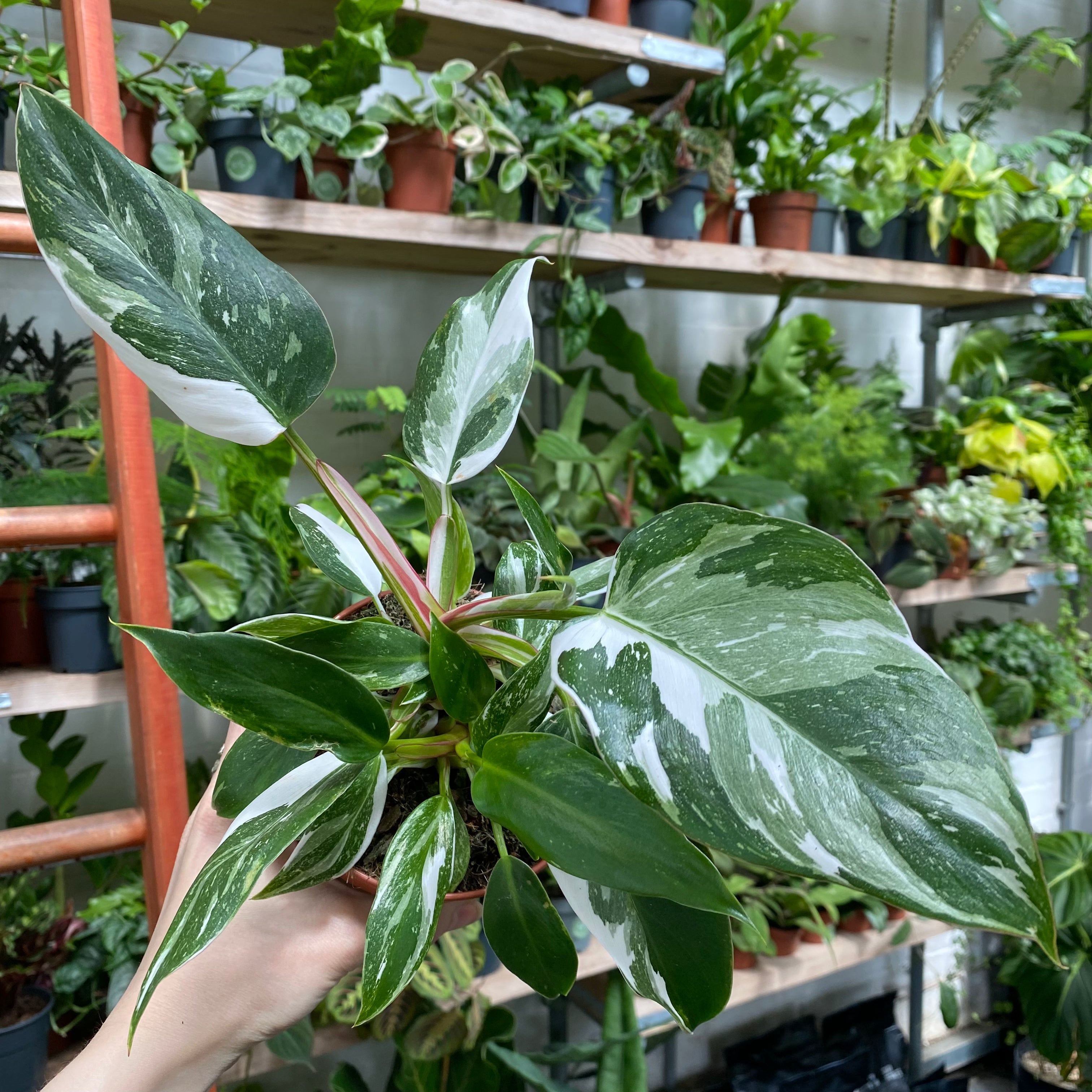 Philodendron 'White Princess' in an 11 - 13 cm pot at The Watered Garden
