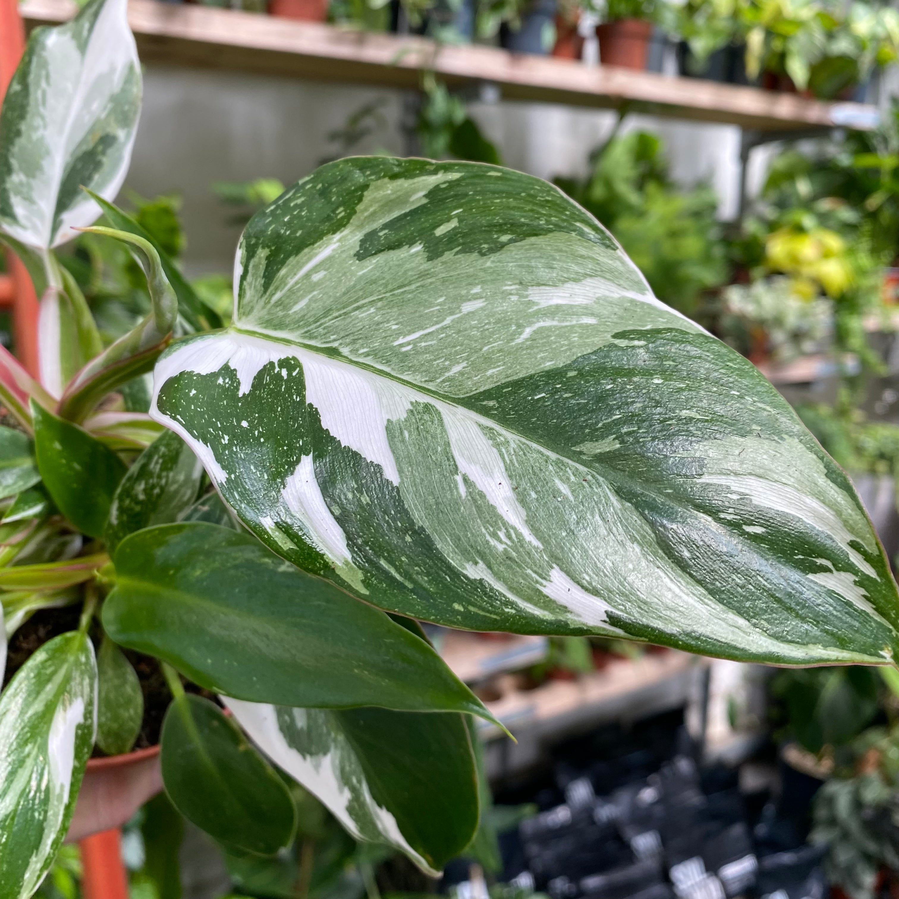 Philodendron 'White Princess' in an 11 - 13 cm pot at The Watered Garden
