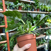 Philodendron 'White Princess' in an 11 - 13 cm pot at The Watered Garden
