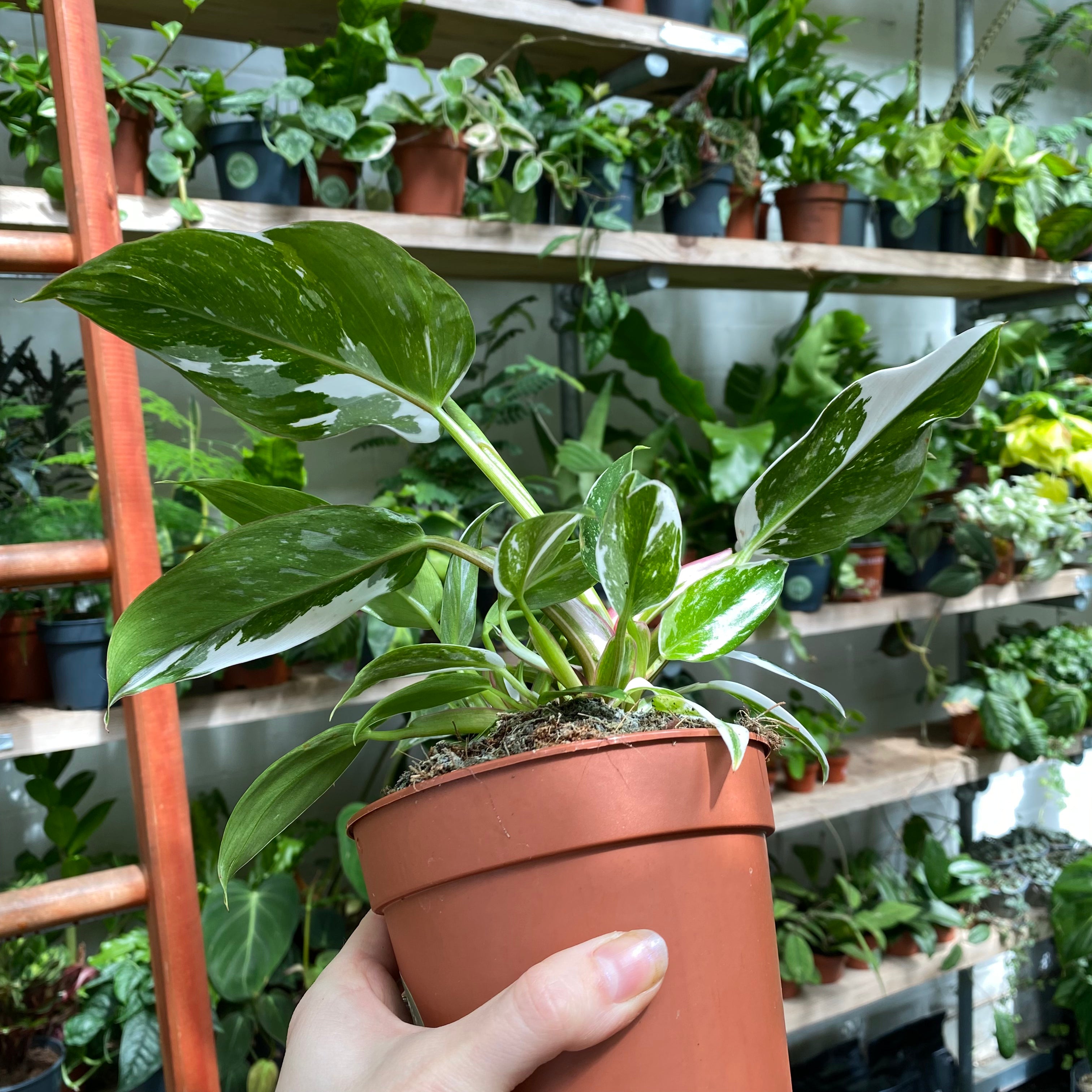 Philodendron 'White Princess' in an 11 - 13 cm pot at The Watered Garden