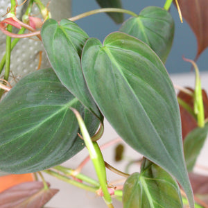 Philodendron Scandens 'Micans'