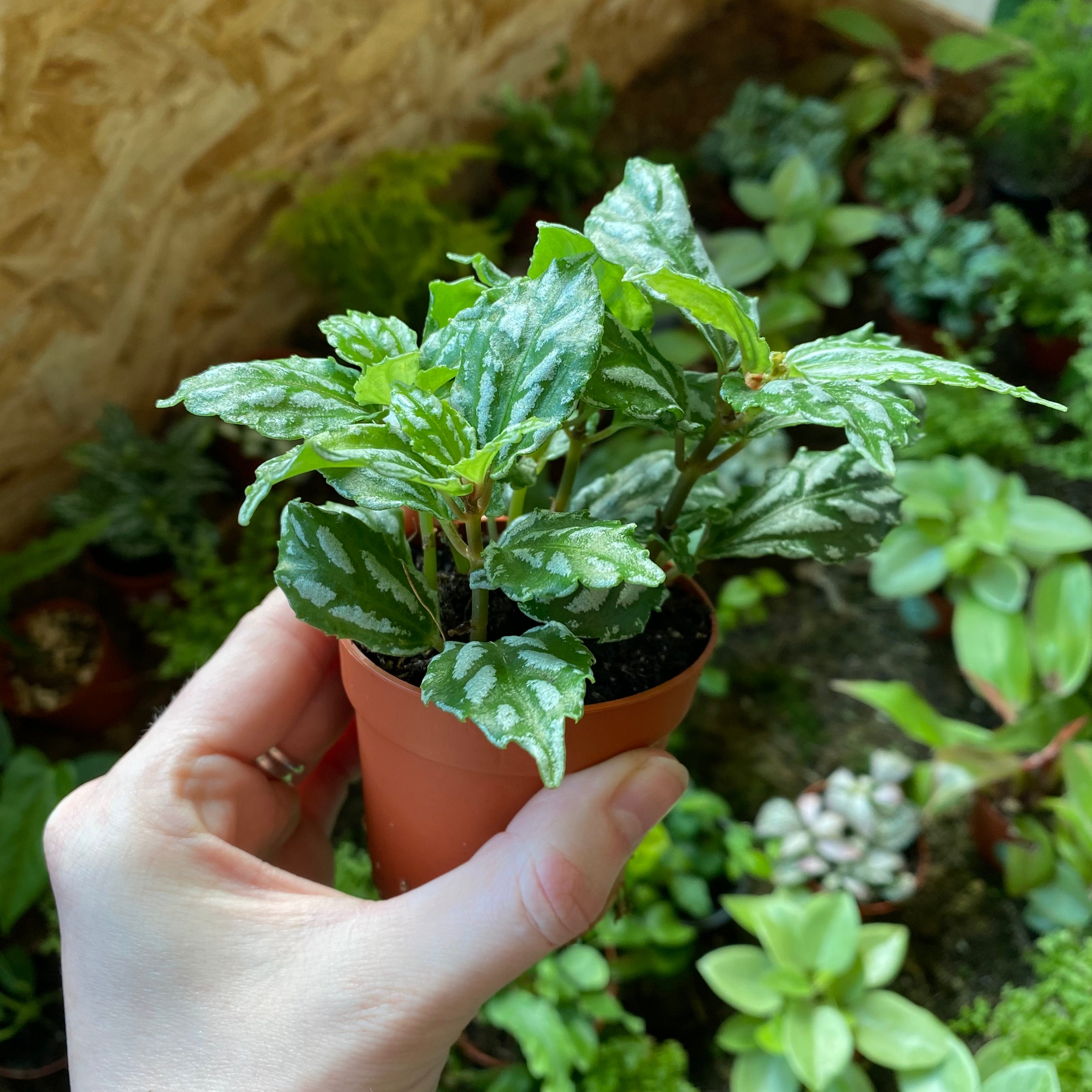 Pilea Cadierei in a 5 - 7 cm pot at The Watered Garden