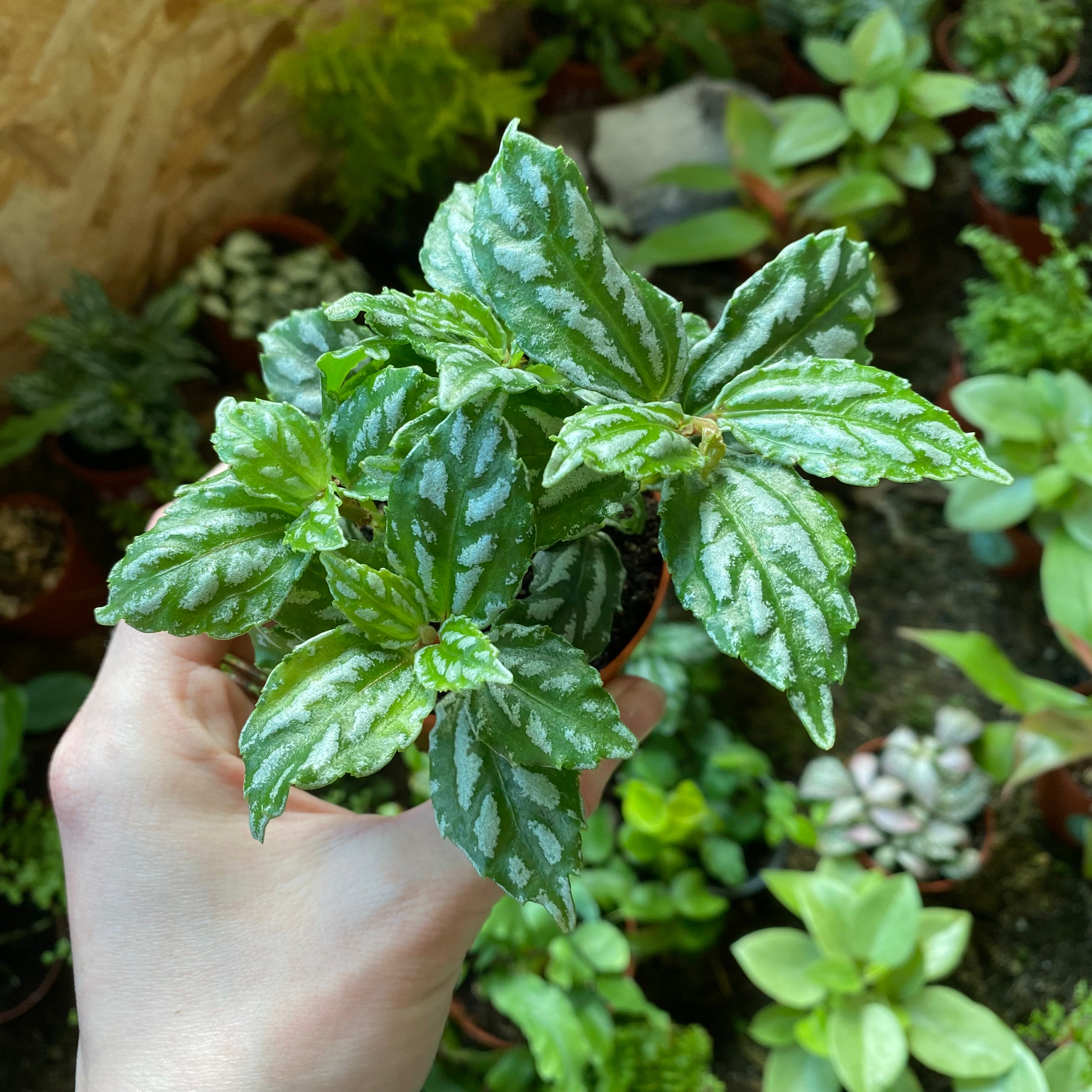 Pilea Cadierei in a 5 - 7 cm pot at The Watered Garden