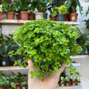 Pilea Depressa in a 9 - 11 cm pot at The Watered Garden