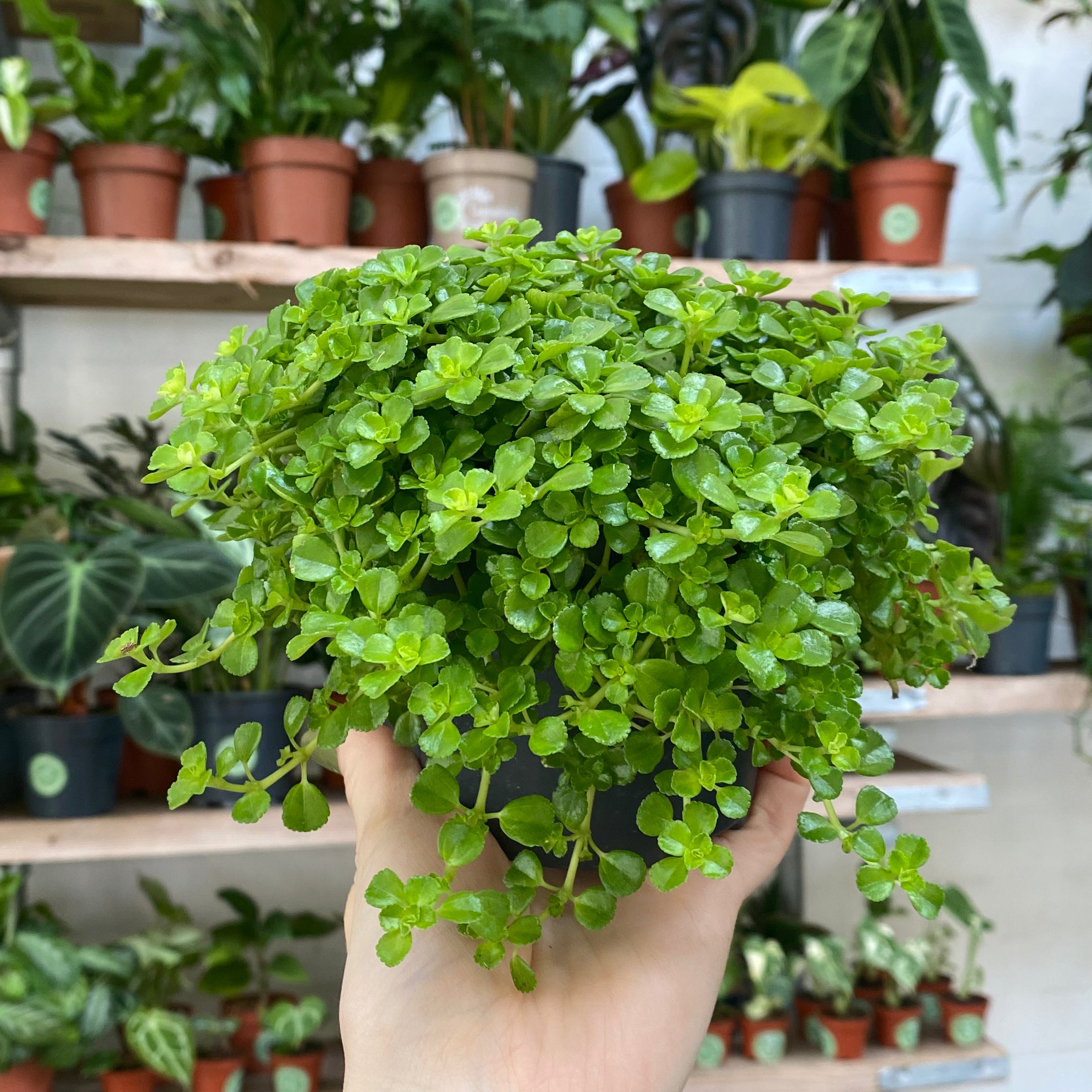 Pilea Depressa in a 9 - 11 cm pot at The Watered Garden