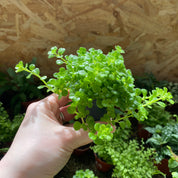 Pilea Depressa in a 5 - 7 cm pot at The Watered Garden