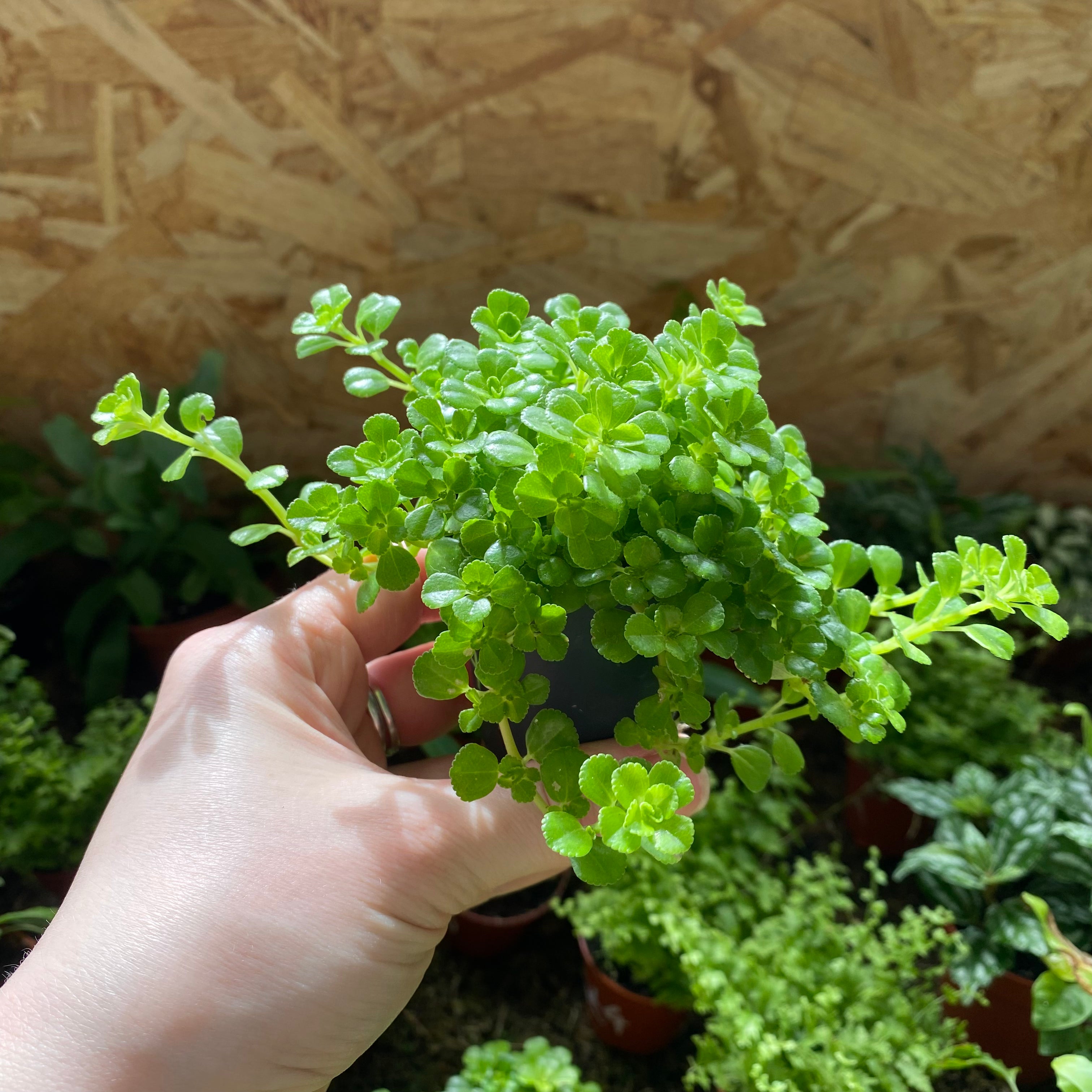 Pilea Depressa in a 5 - 7 cm pot at The Watered Garden