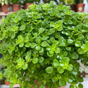 Pilea Depressa in a 9 - 11 cm pot at The Watered Garden