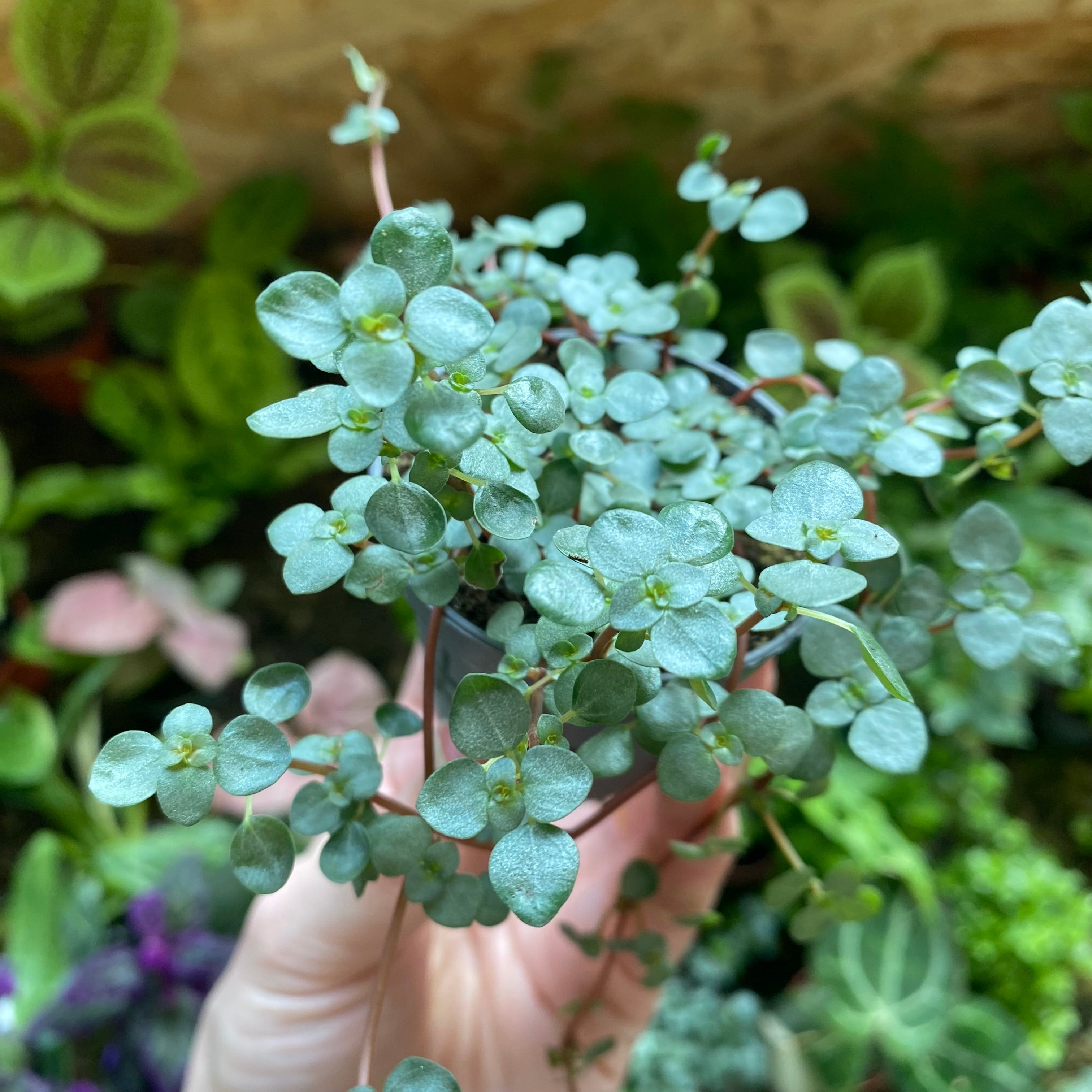 Pilea Glaucophylla 'Greyzy' in a 5 - 7 cm pot at The Watered Garden