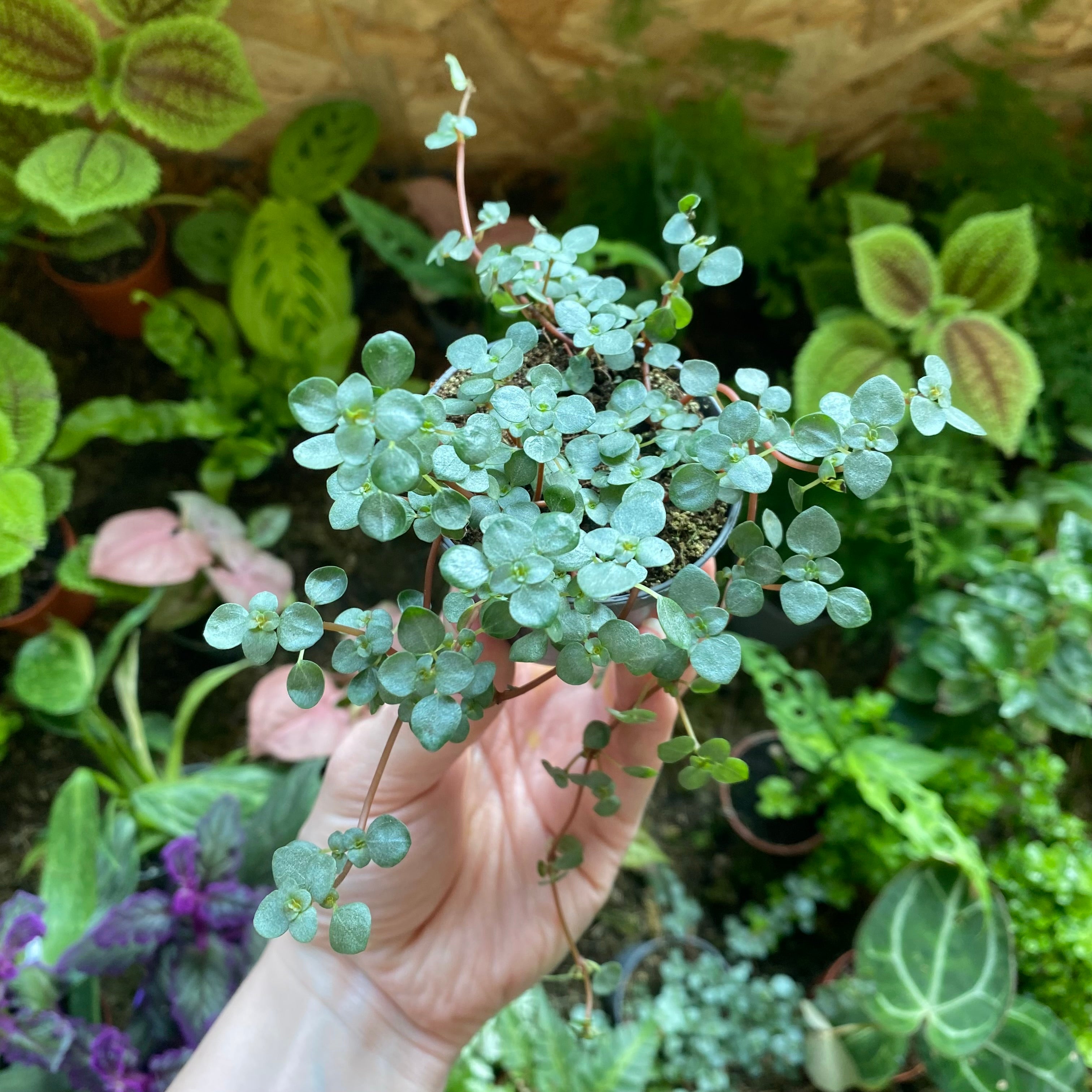 Pilea Glaucophylla 'Greyzy' in a 5 - 7 cm pot at The Watered Garden