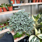 Pilea Glaucophylla 'Greyzy' in a 11 - 13 cm pot at The Watered Garden