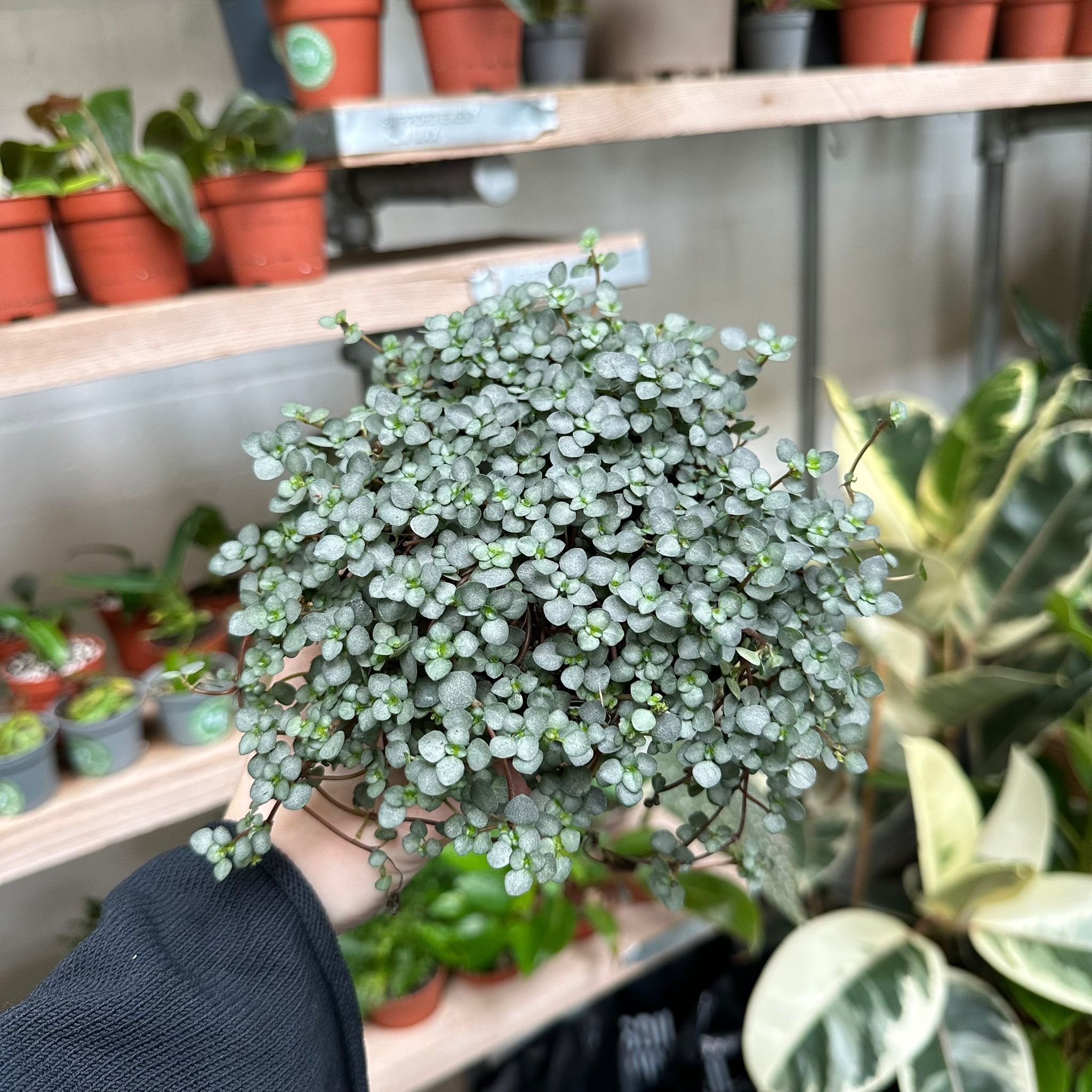 Pilea Glaucophylla 'Greyzy' in a 11 - 13 cm pot at The Watered Garden