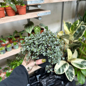Pilea Glaucophylla 'Greyzy' in a 11 - 13 cm pot at The Watered Garden