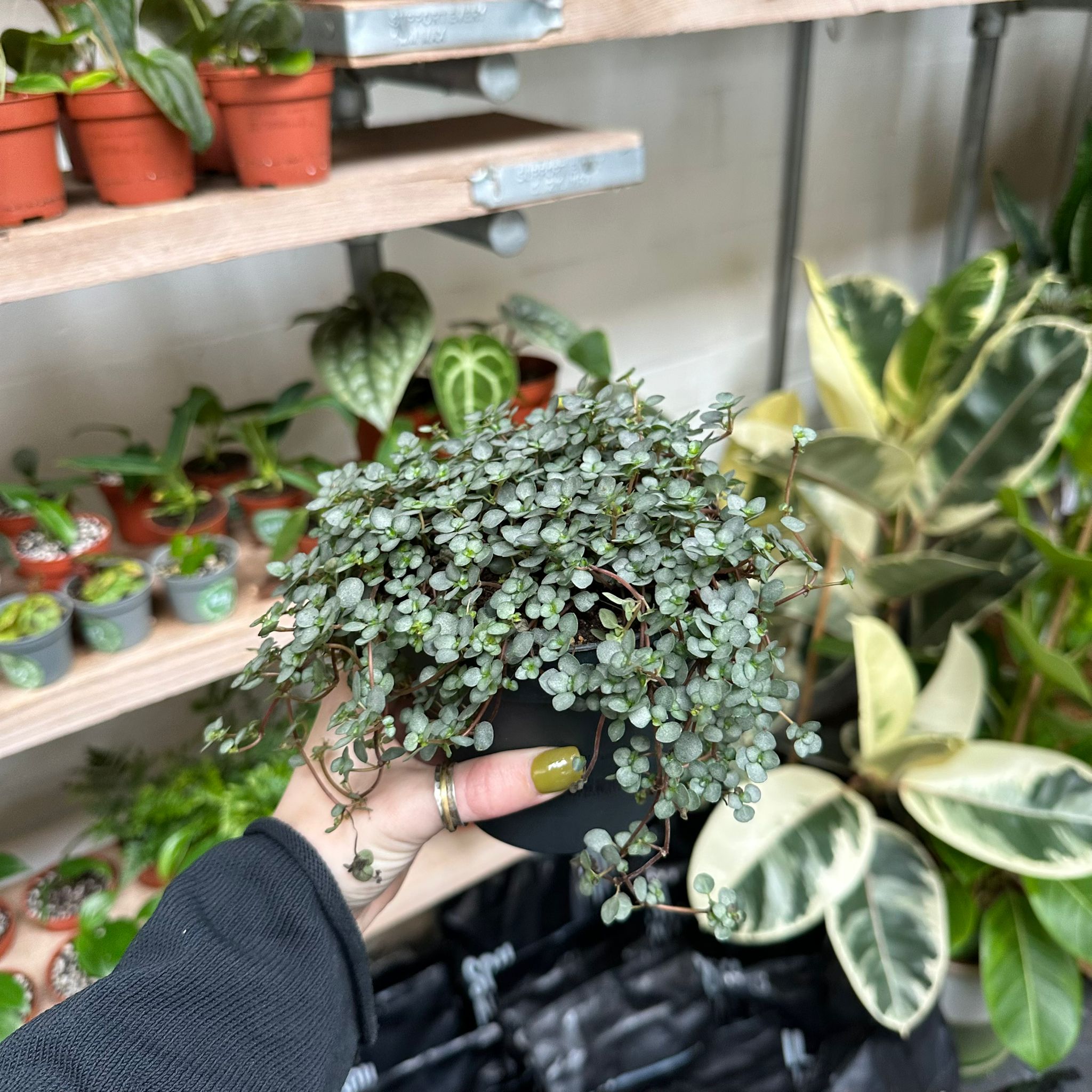 Pilea Glaucophylla 'Greyzy' in a 11 - 13 cm pot at The Watered Garden