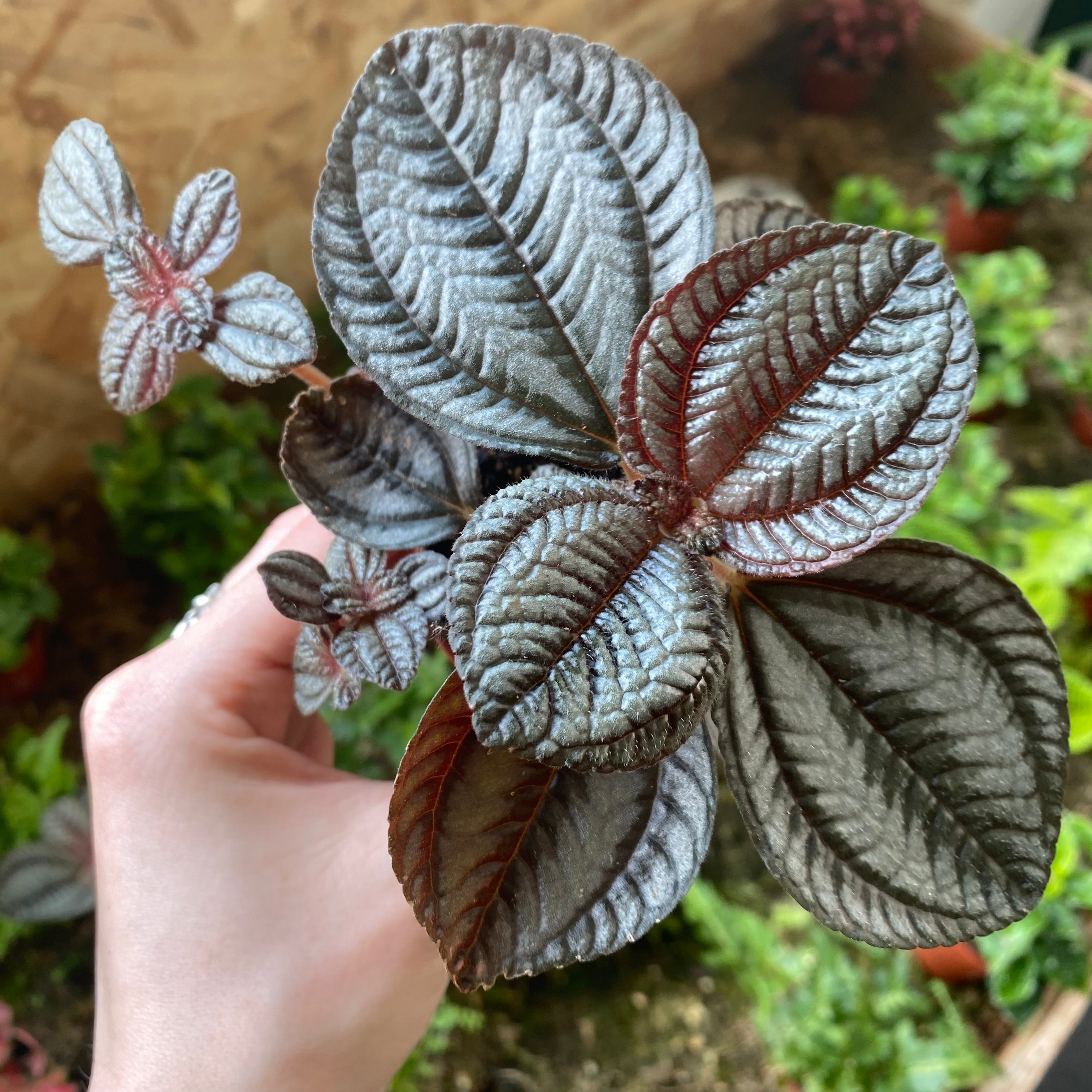 Pilea Involucrata 'Norfolk' in a 5 - 7 cm pot at The Watered Garden
