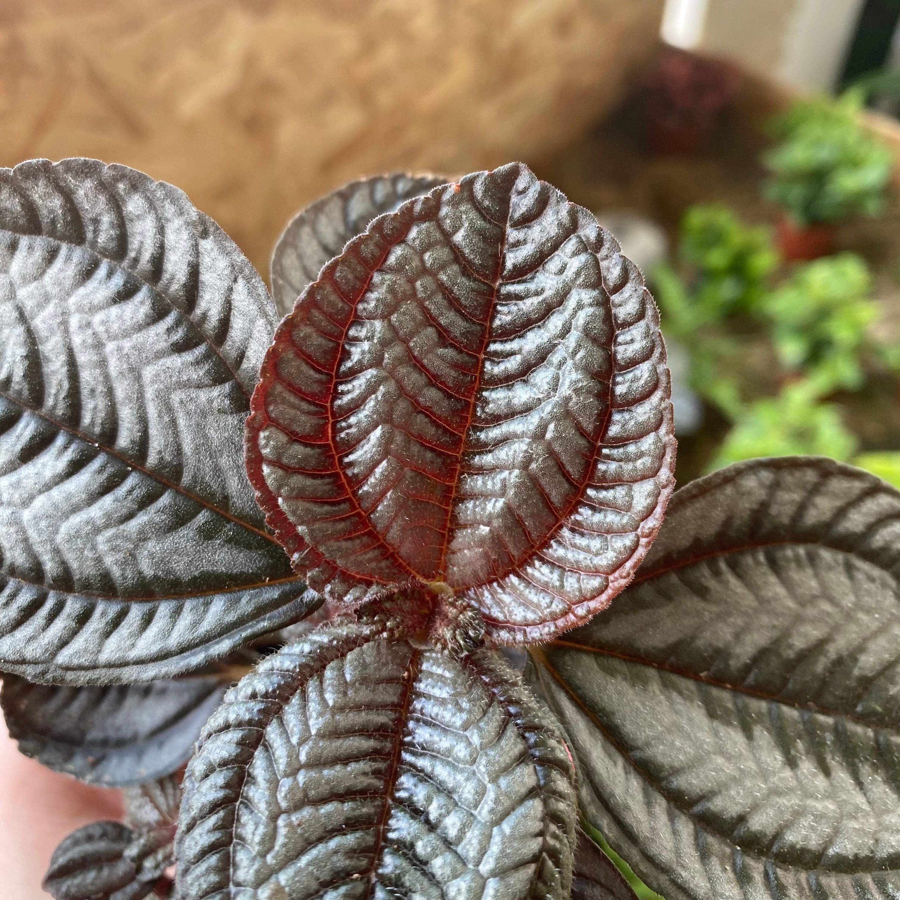 Pilea Involucrata 'Norfolk' in a 5 - 7 cm pot at The Watered Garden