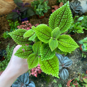 Pilea Mollis in a 7 - 9 cm pot at The Watered Garden